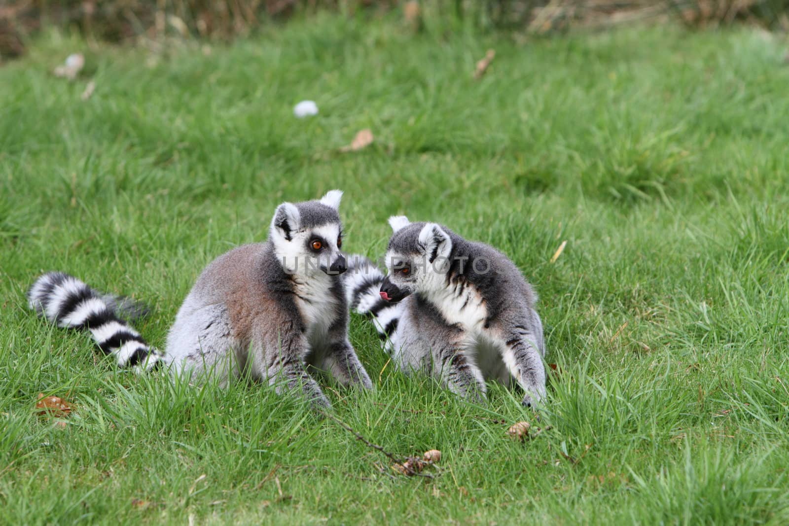 Ring tailed lemur