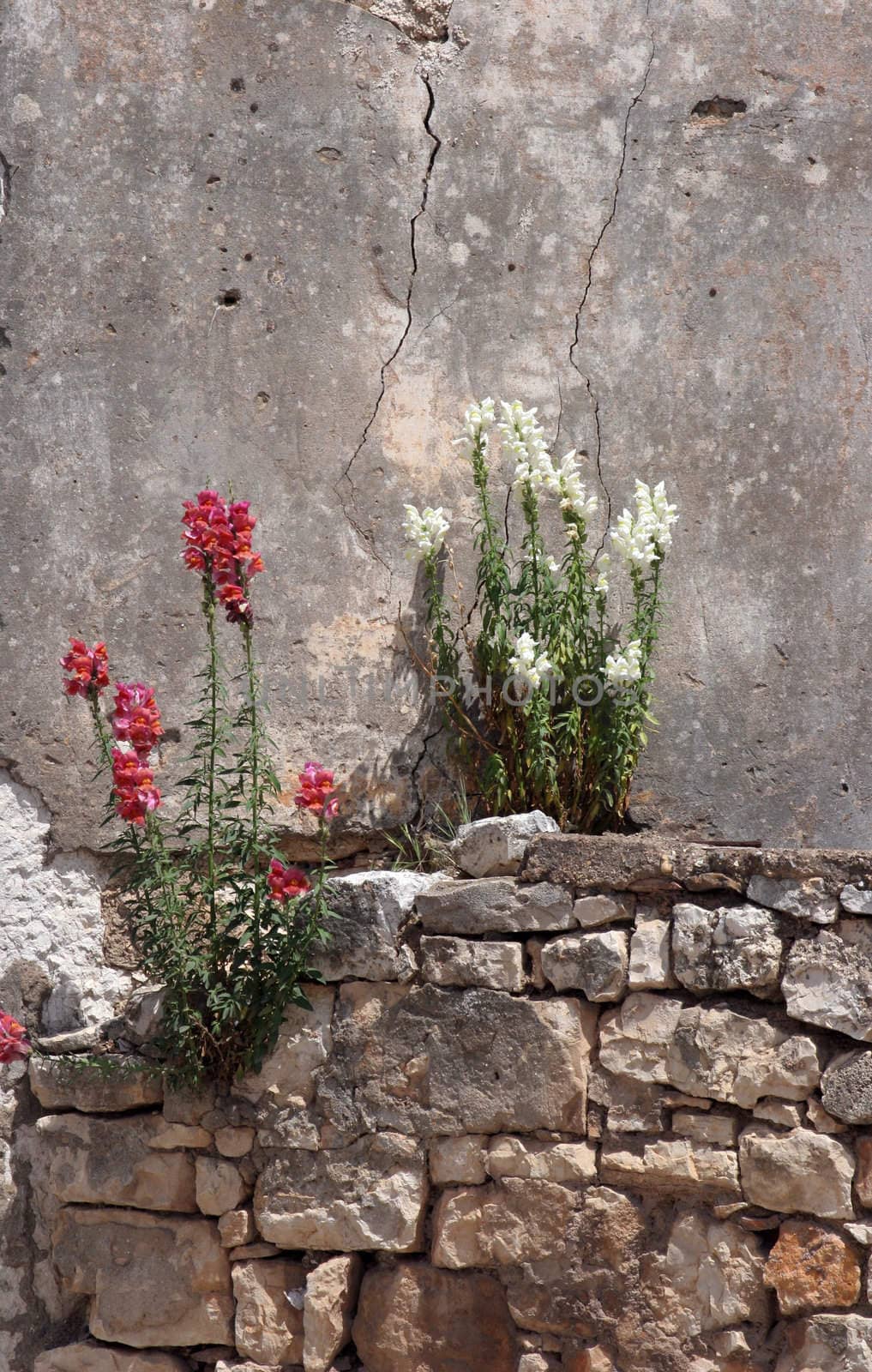 Flower on the wall