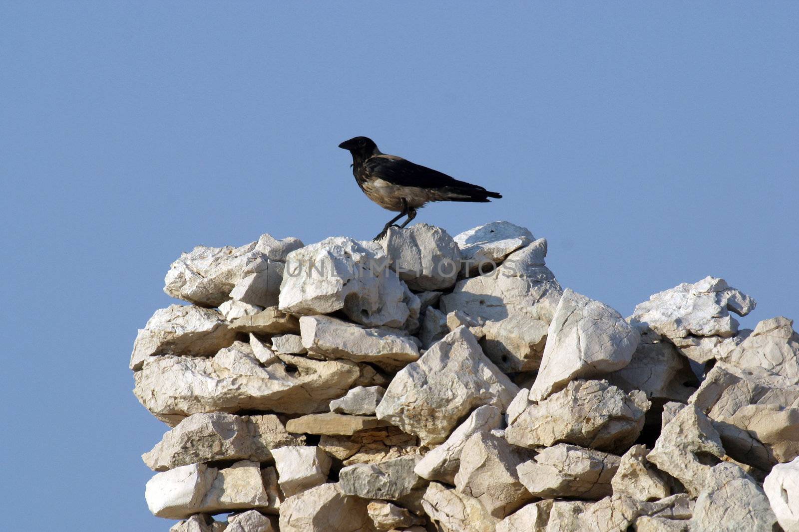 Black bird watching area around them