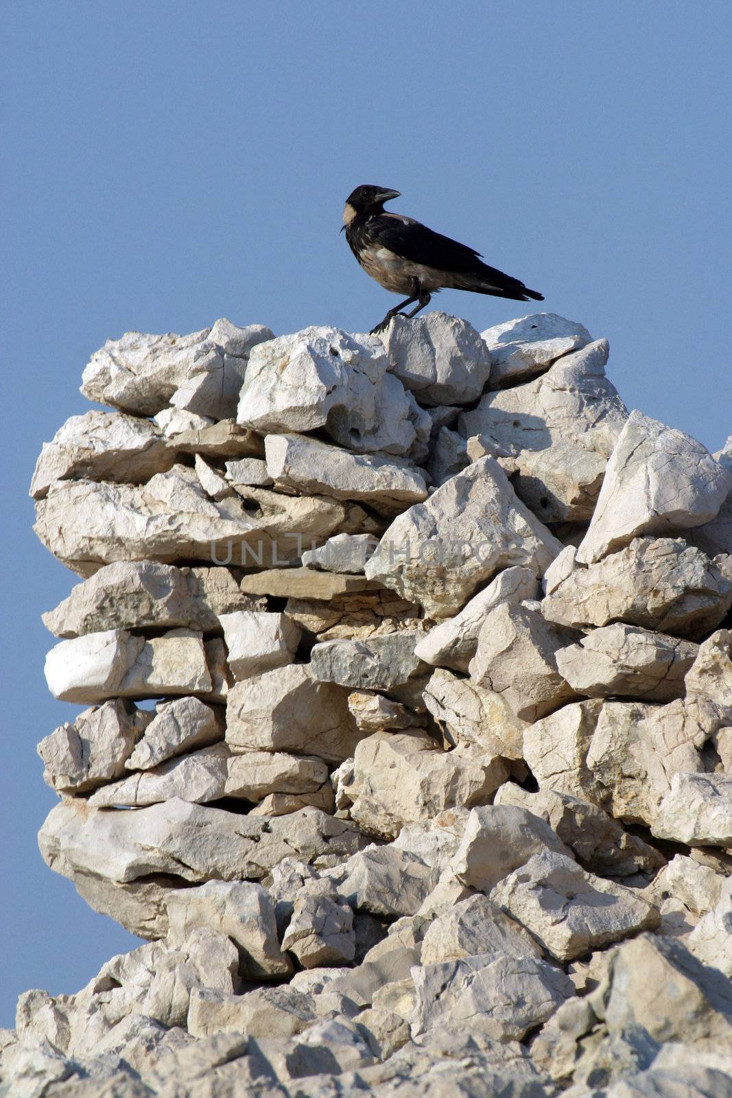 Black bird watching area around them