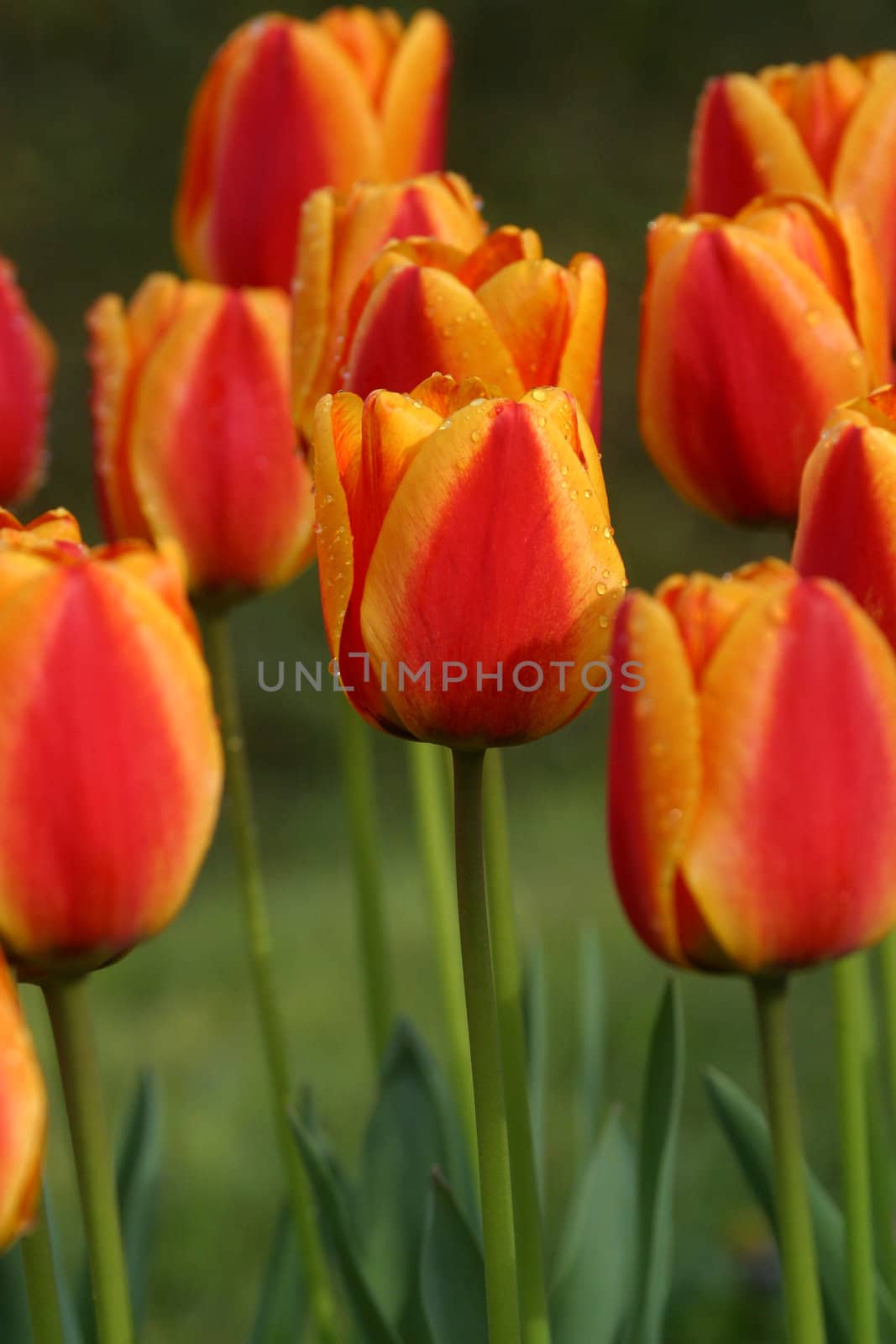 Tulips in full bloom