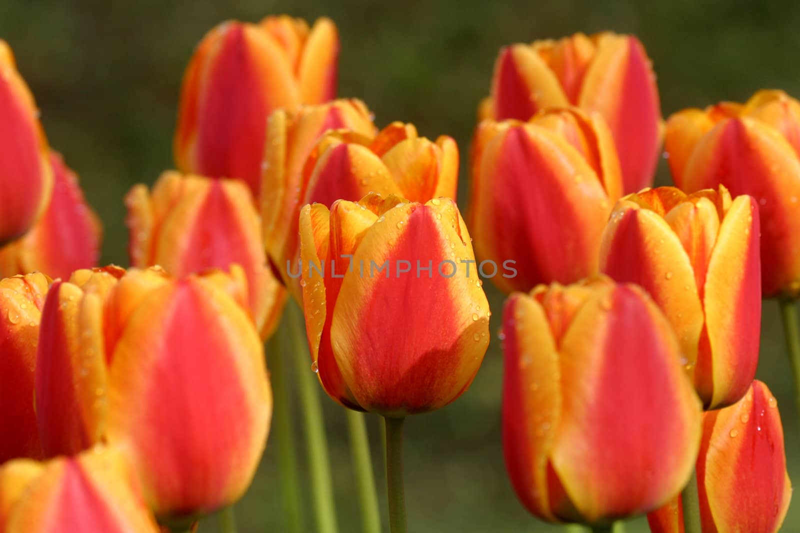 Tulips in full bloom