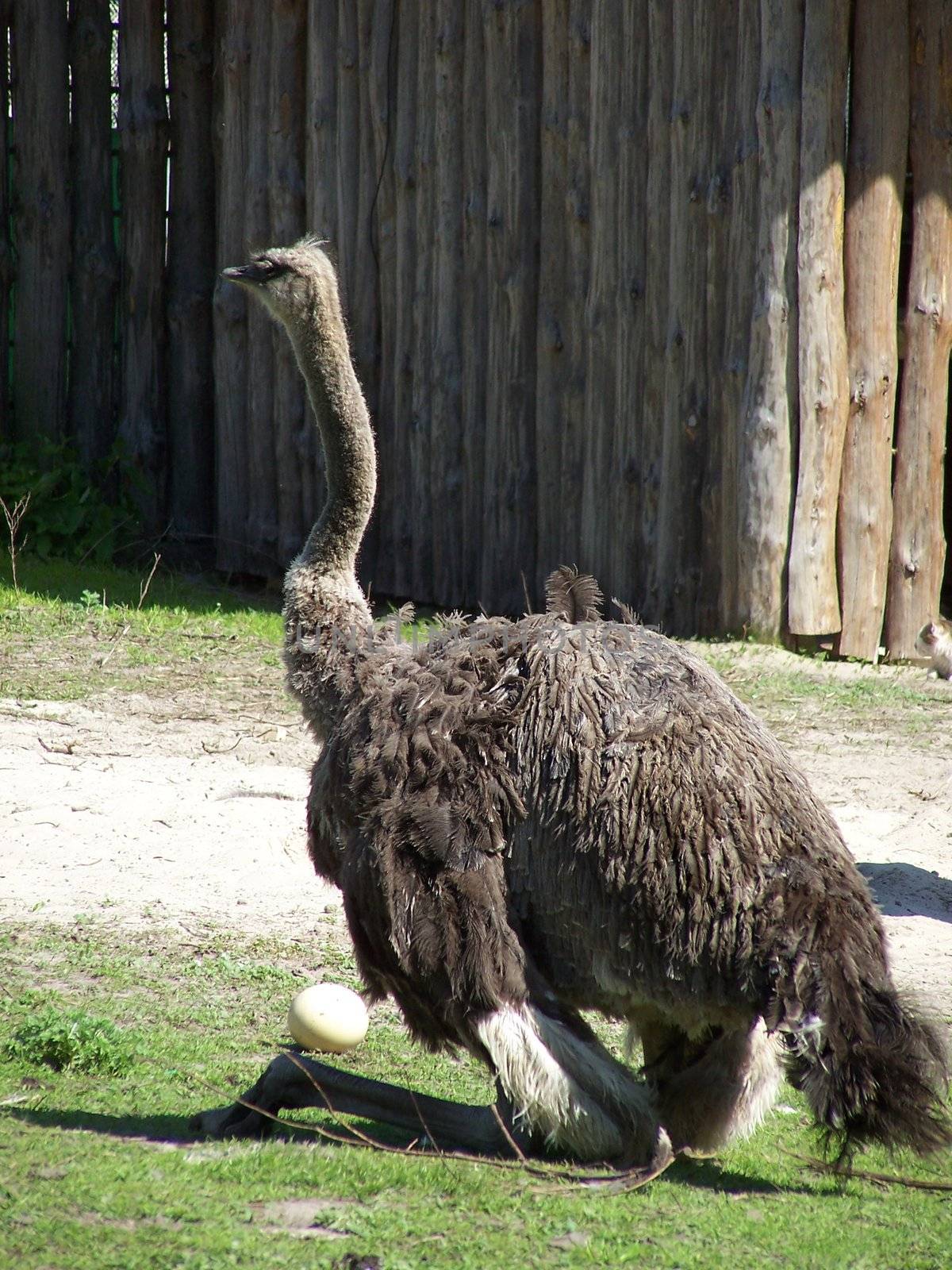 Adult ostrich sitting near egg at the zoo.