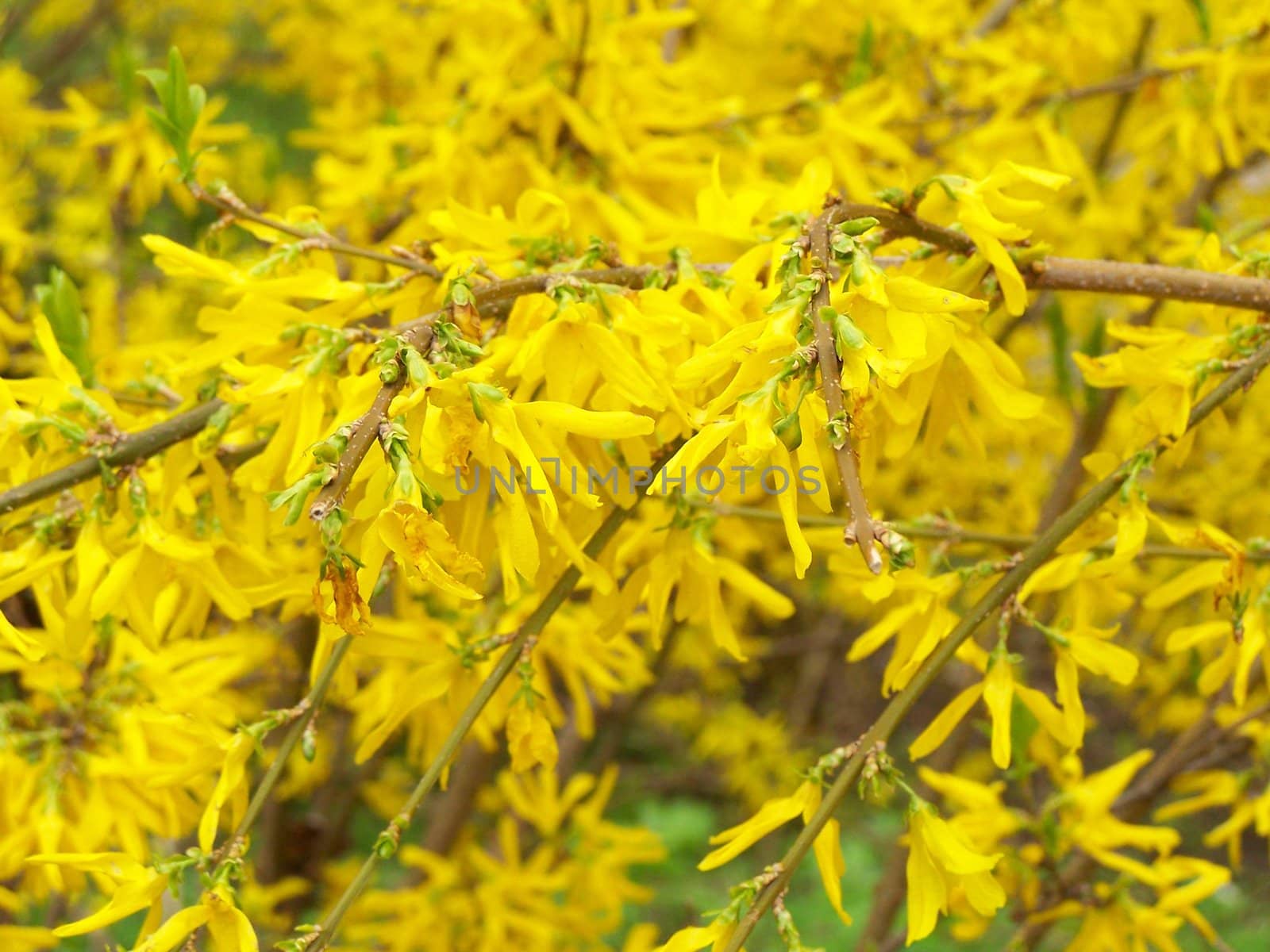 Close up of the blooming forsythia shrubs.