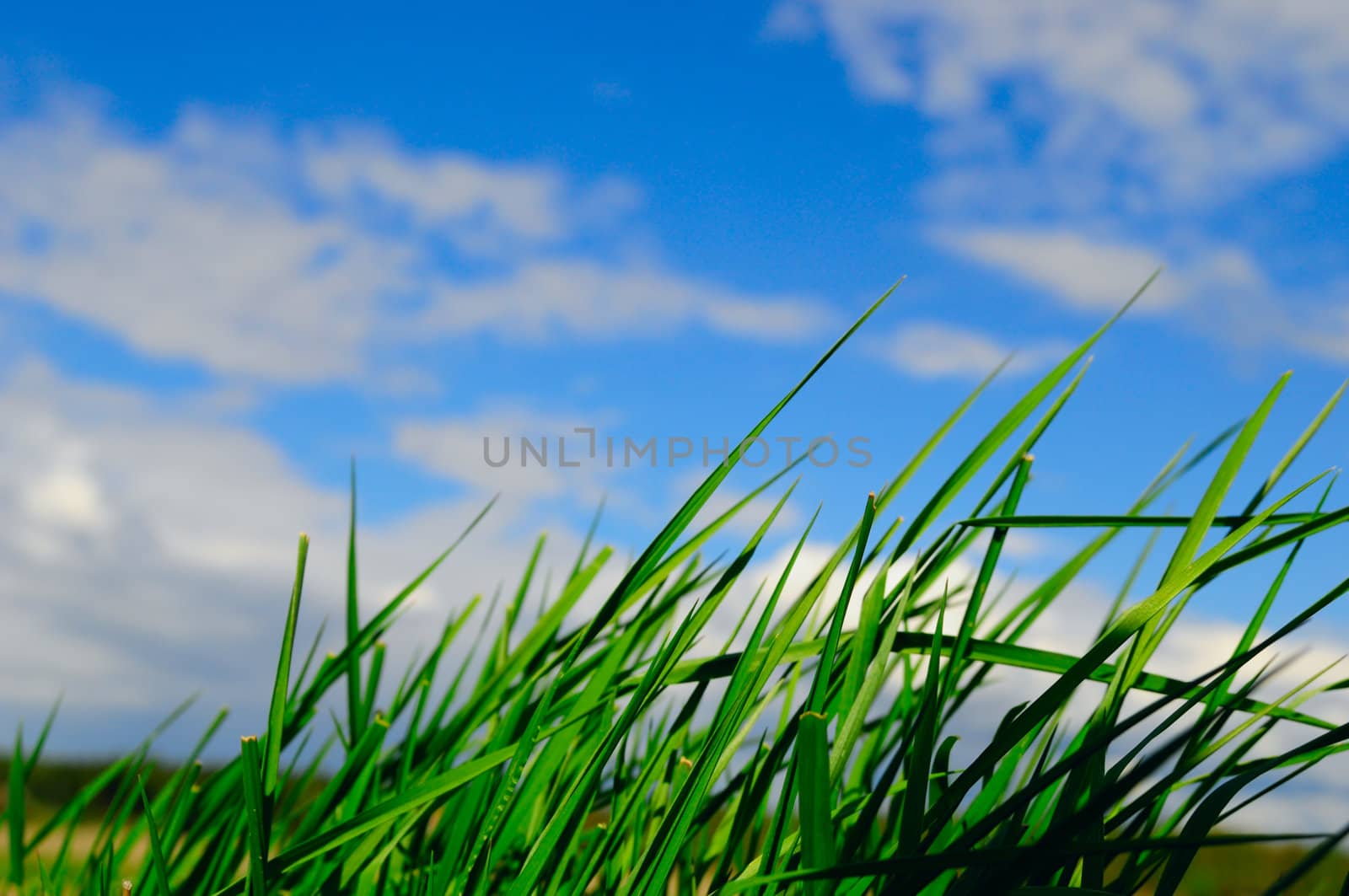 Closeupgrass_sky by Magnum