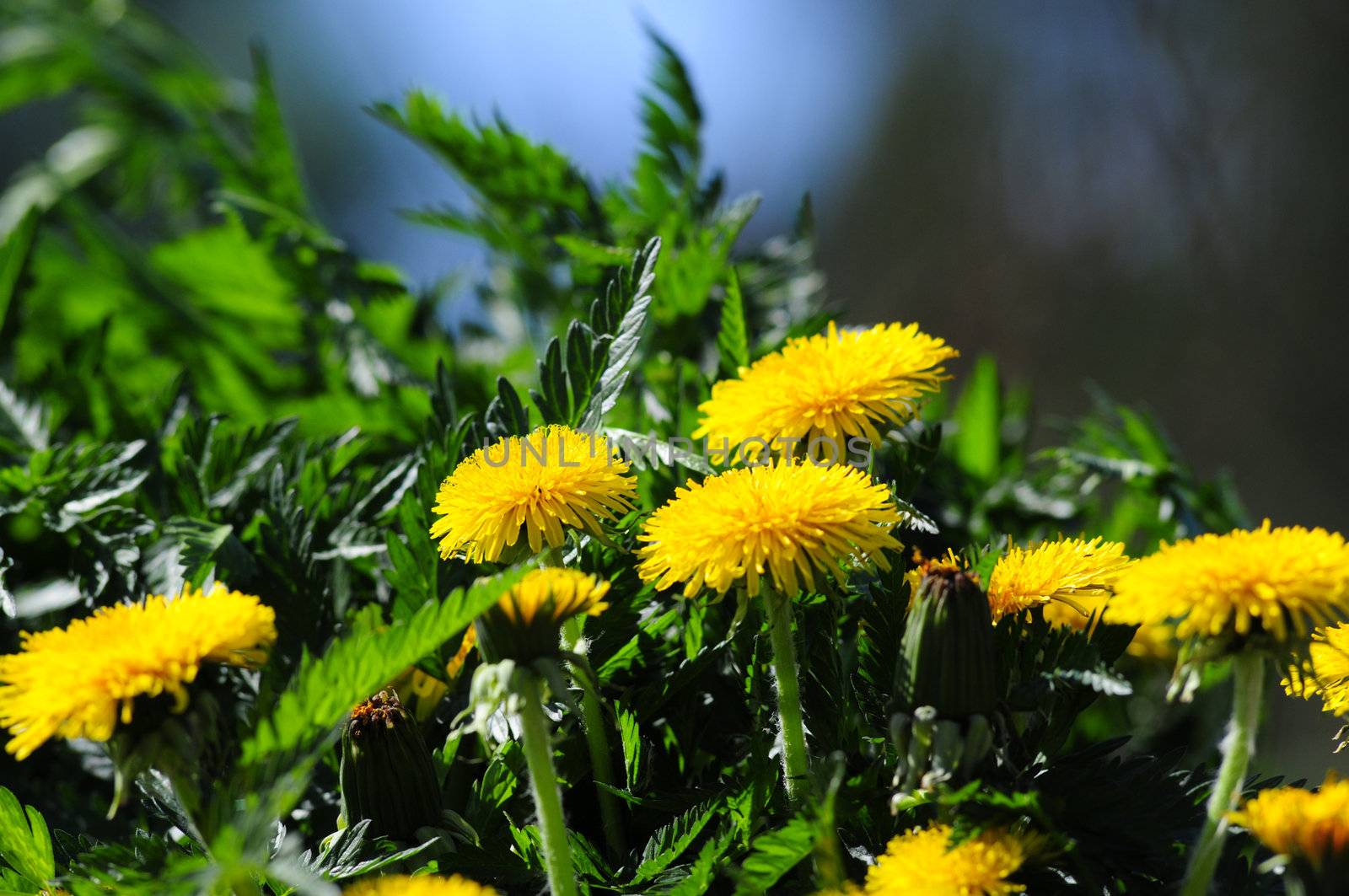 weed and yellow Taraxacum with soft backgound