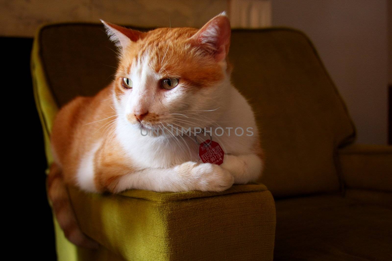 Tabby cat resting on a green sofa chair