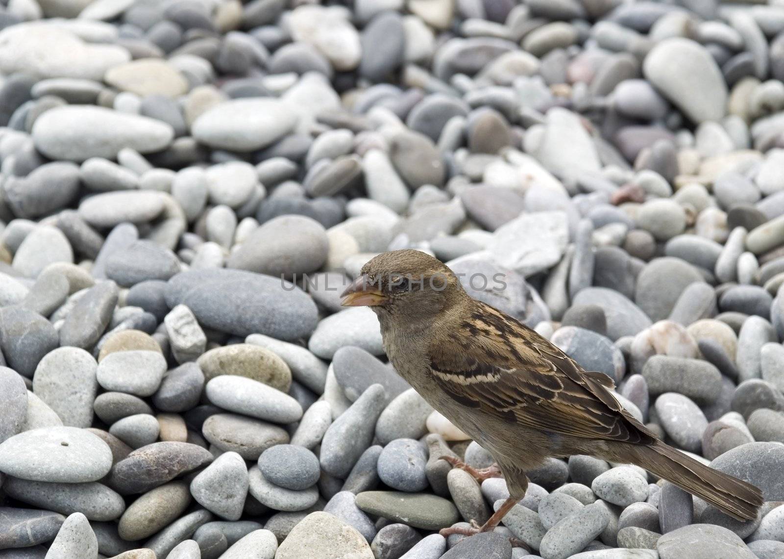 City sparrow on a sea pebble by galdzer