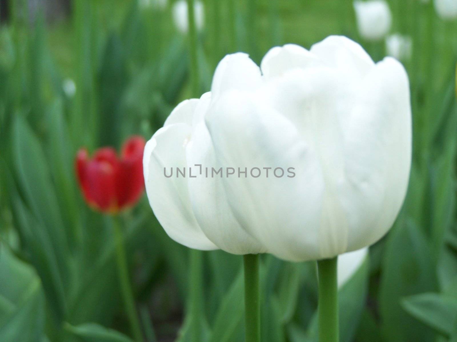 Close up of the white tulip. Spring.
