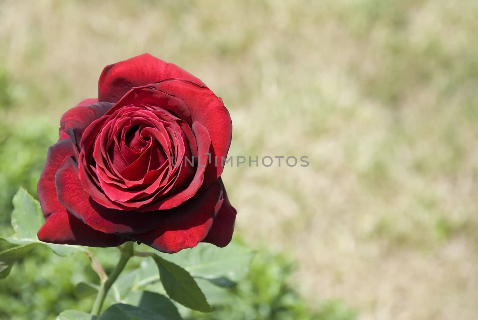 Darkly red rose on effective blur a background