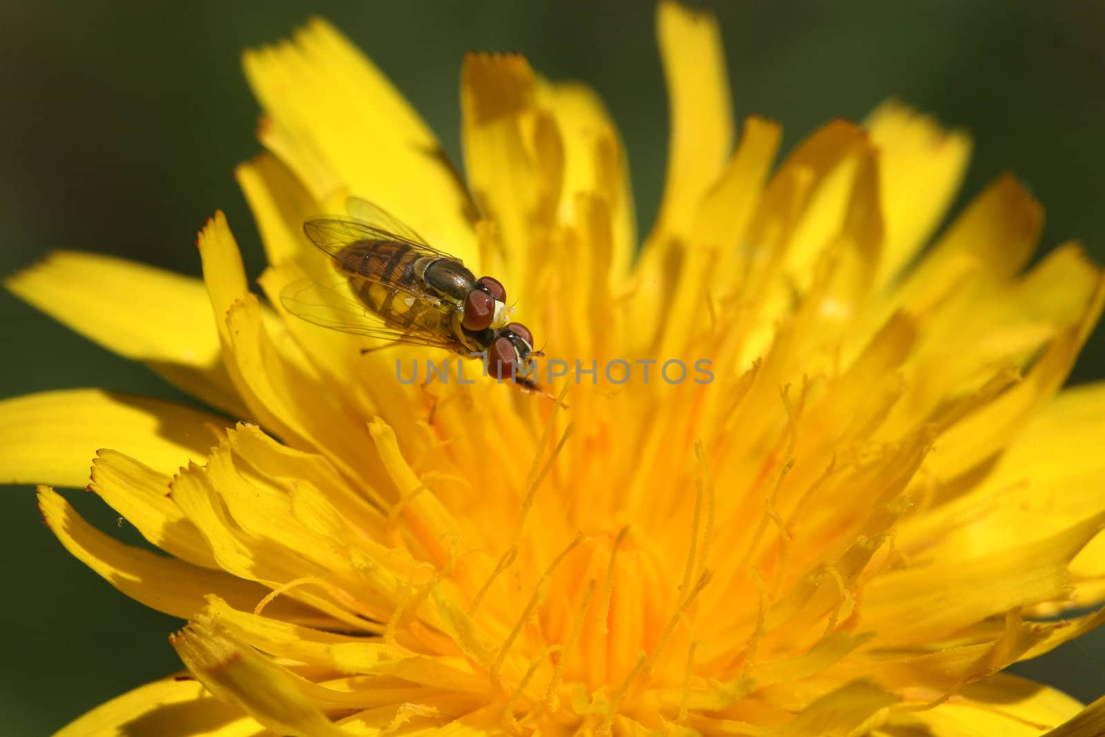 Flying insects mating on a flower