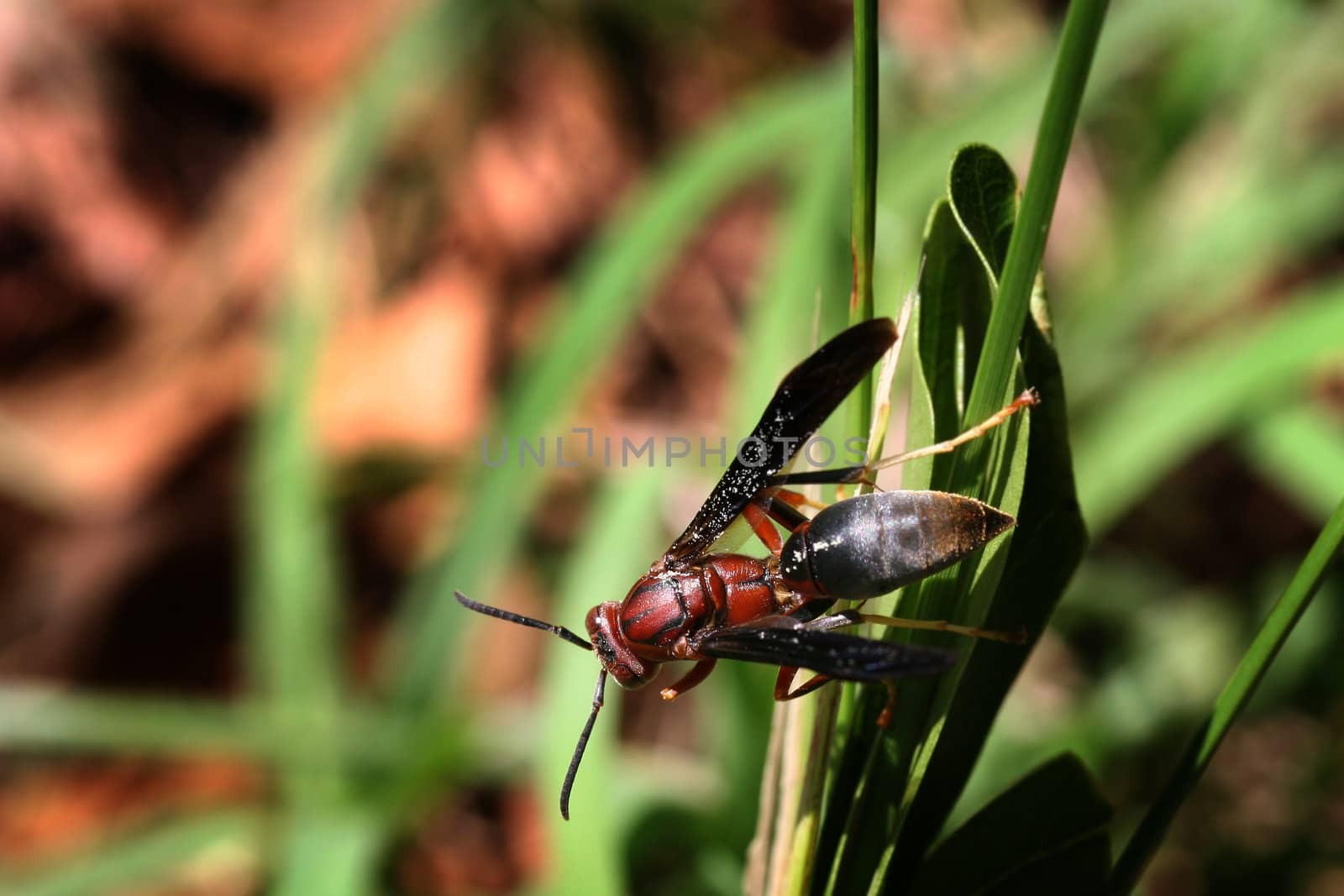 Wasp on a weed in springtime