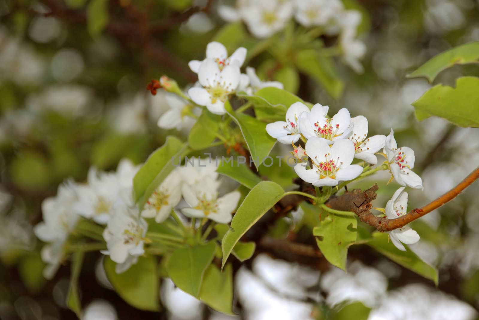 blossom flower