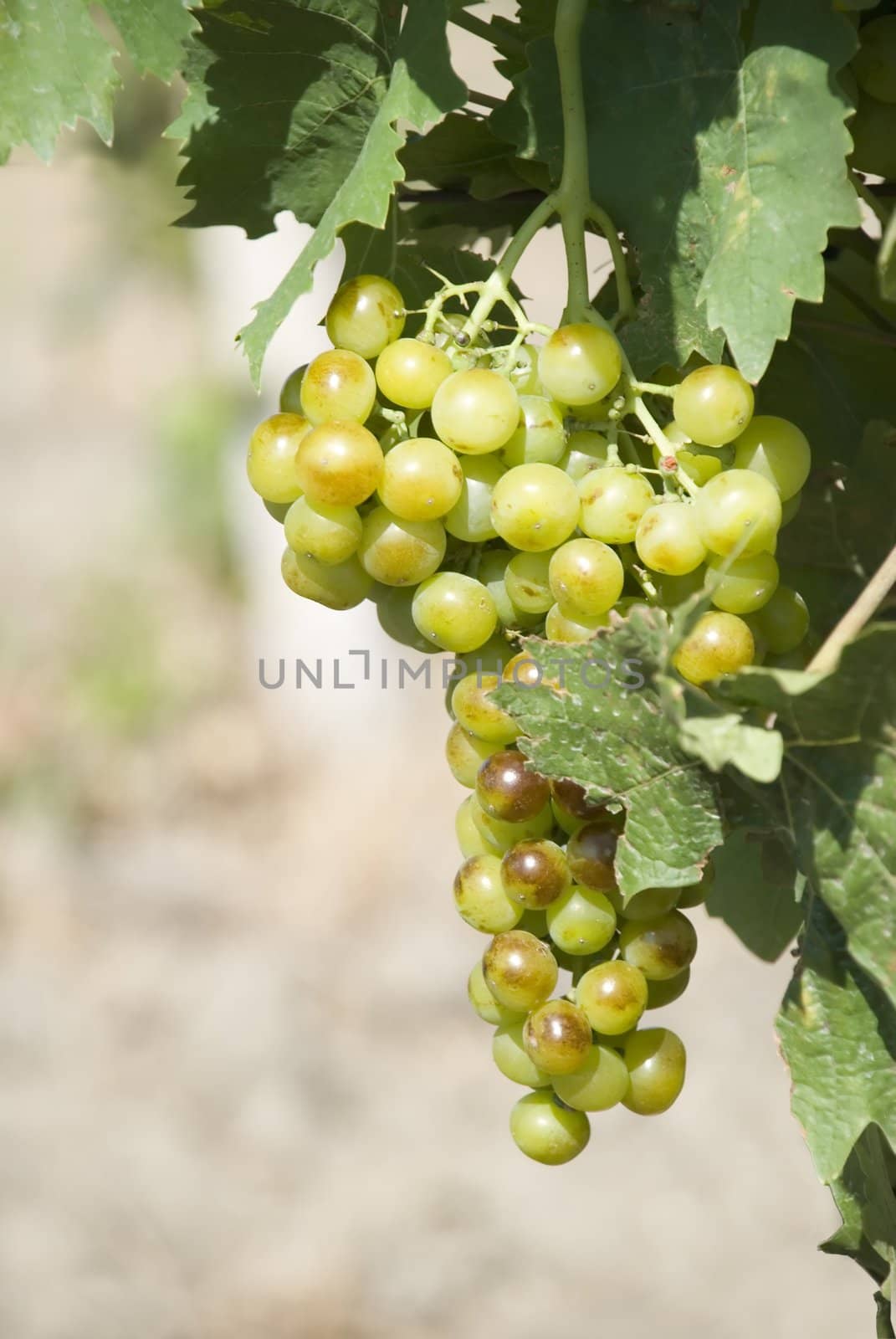 Grape brush. It is photographed in mountain vineyards
