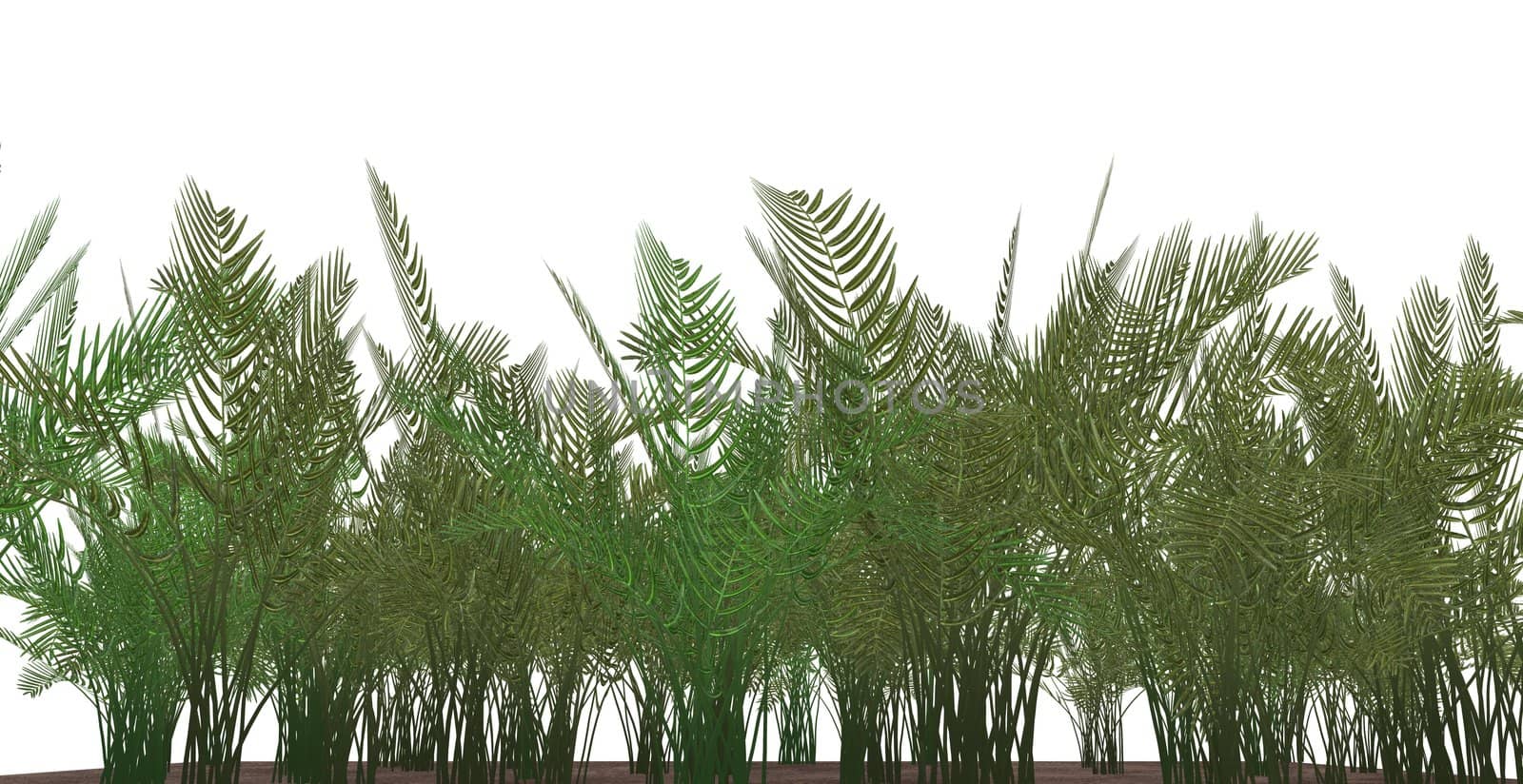 Fern grass isolated on a white background.