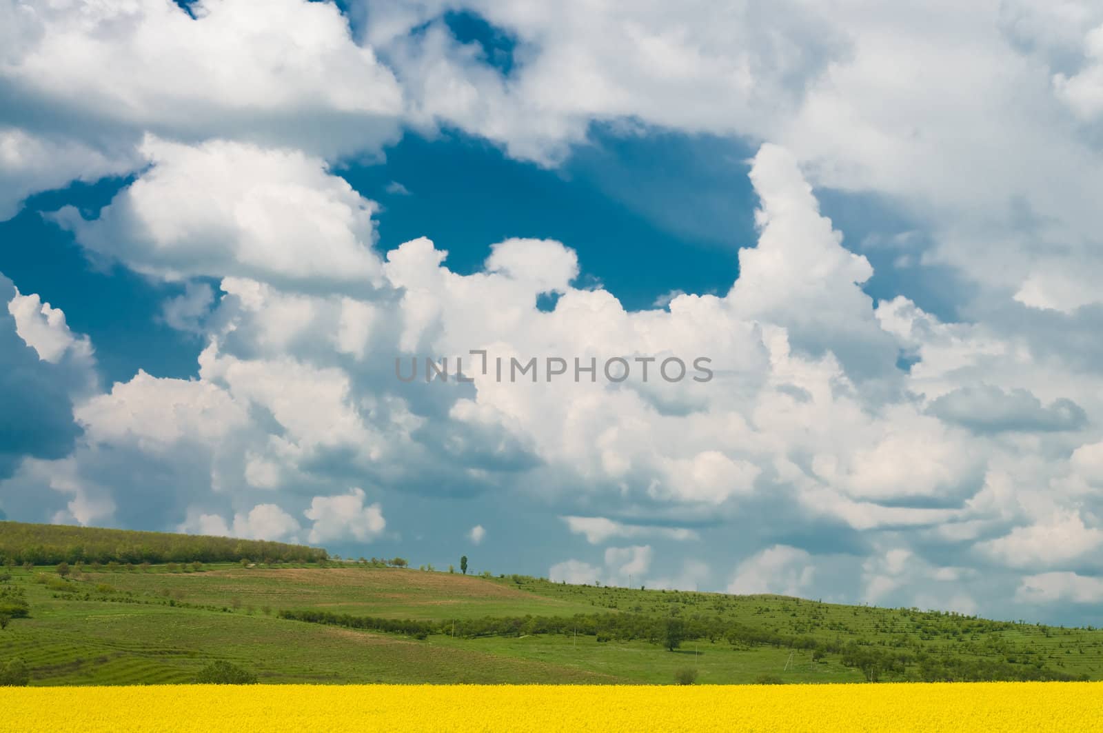 sunny spring day, view of flowering rape field with cloudy sky