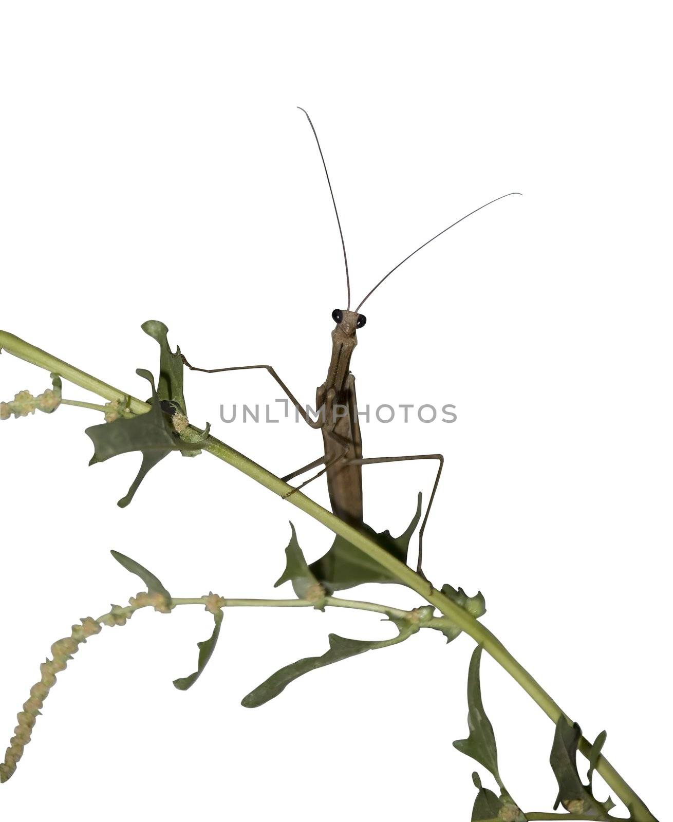 mantis. The insect - mantis-is isolated on a white background