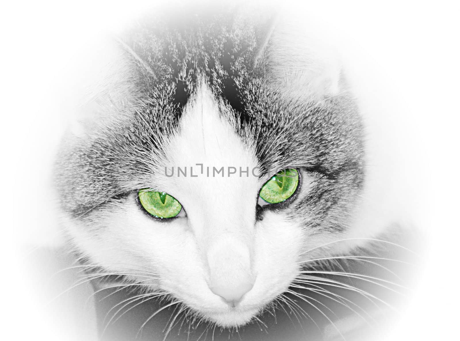 Green eyed cat close up by svtrotof