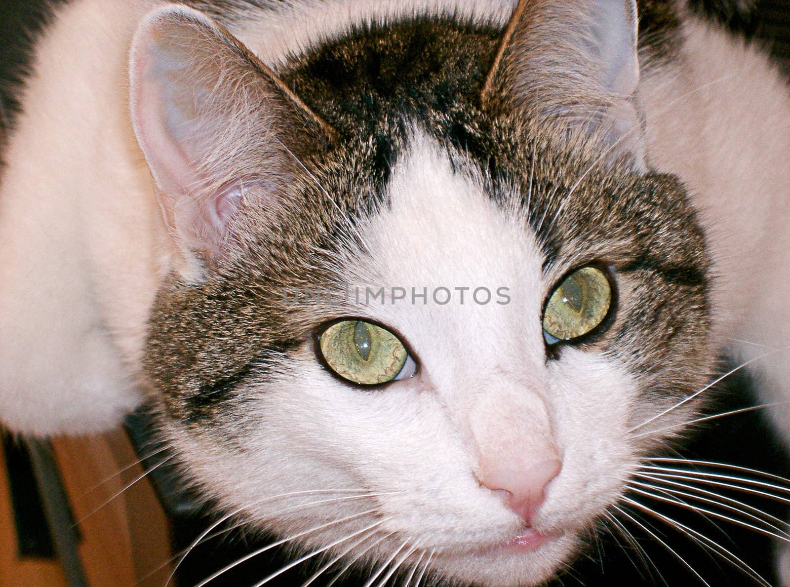 Green eyed cat close up