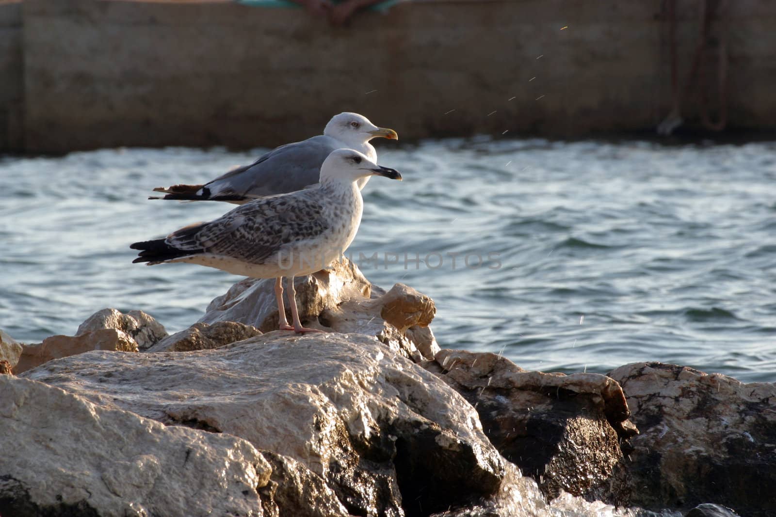 Seagulls