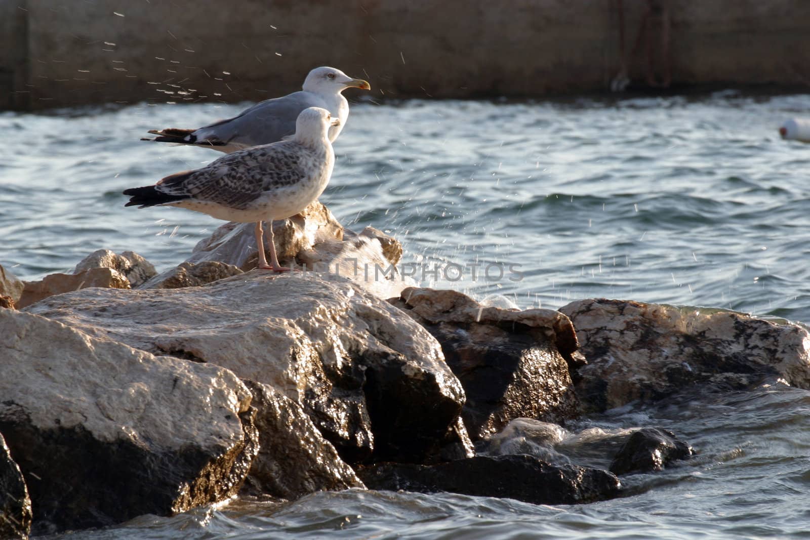Seagulls