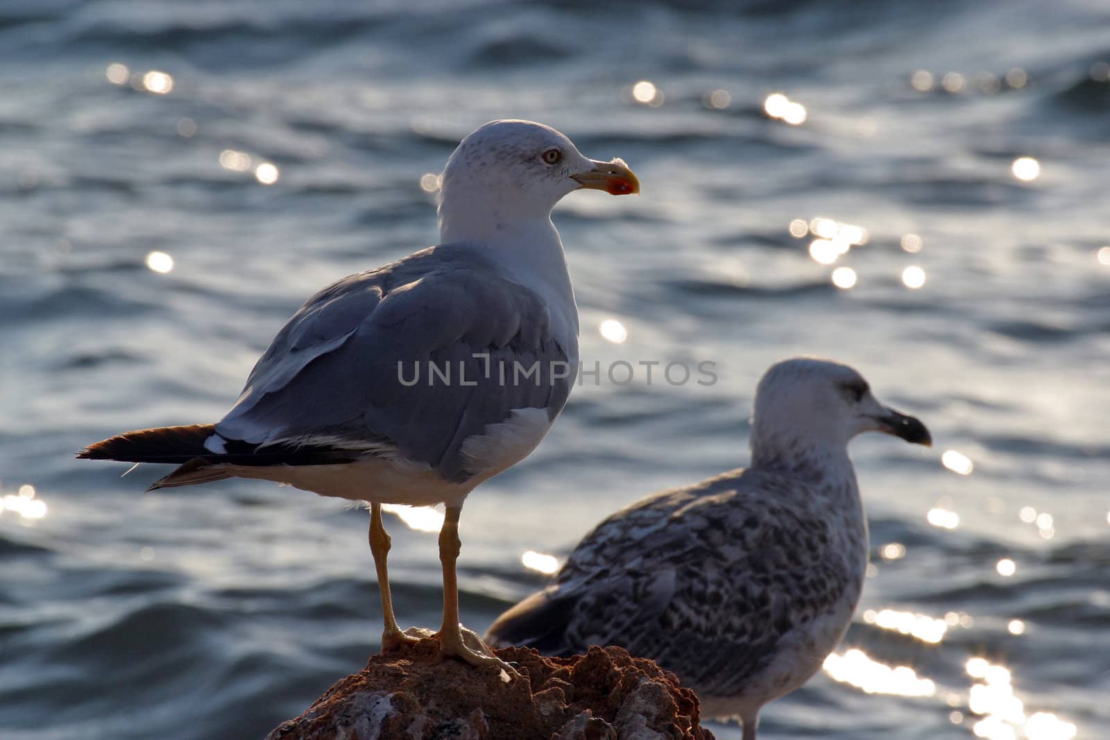 Seagulls