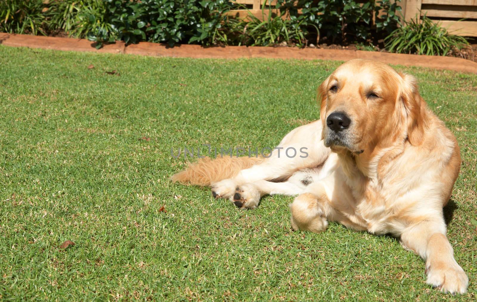 Golden retriever dog lying on the green grass in the garden