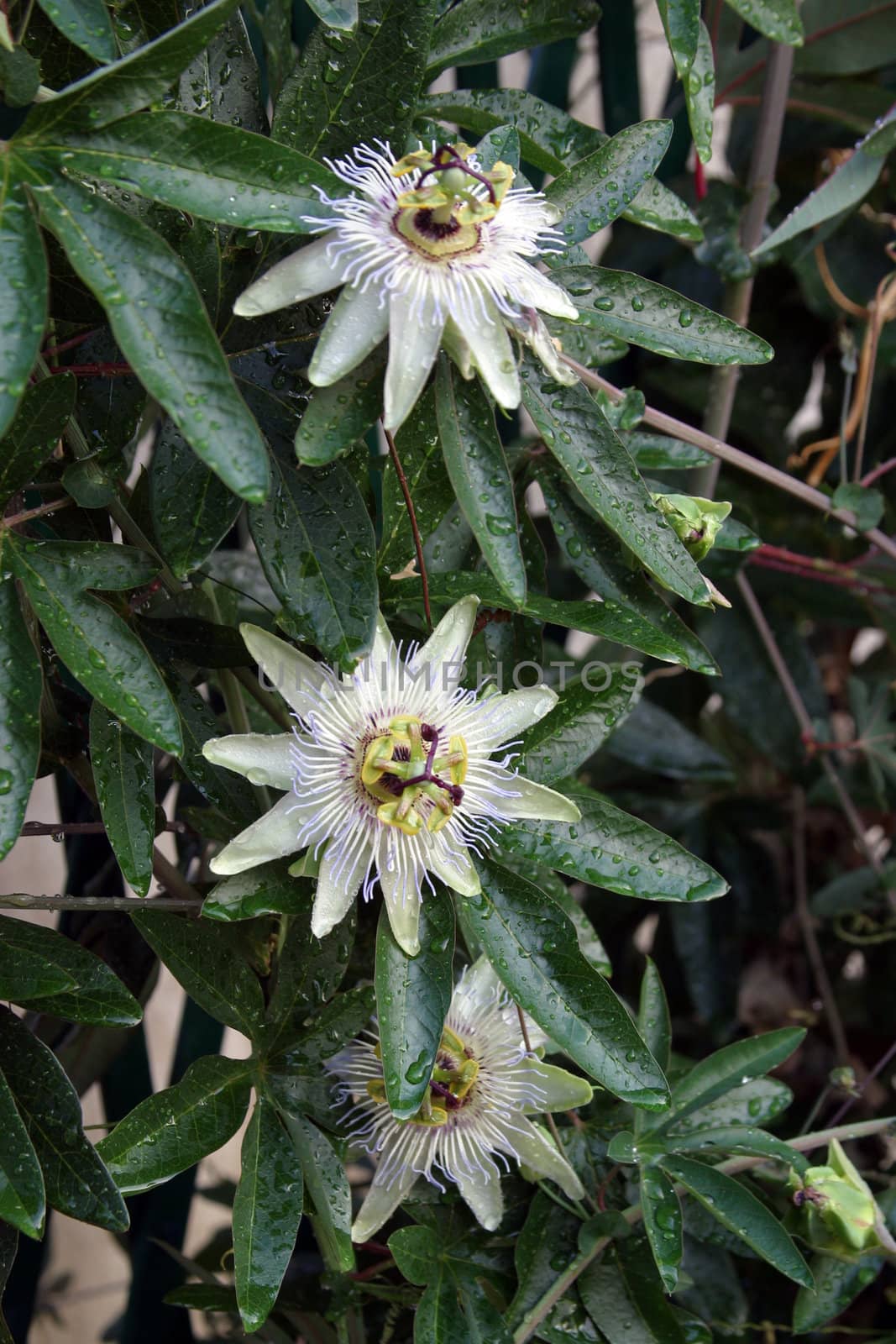 Passion Flower