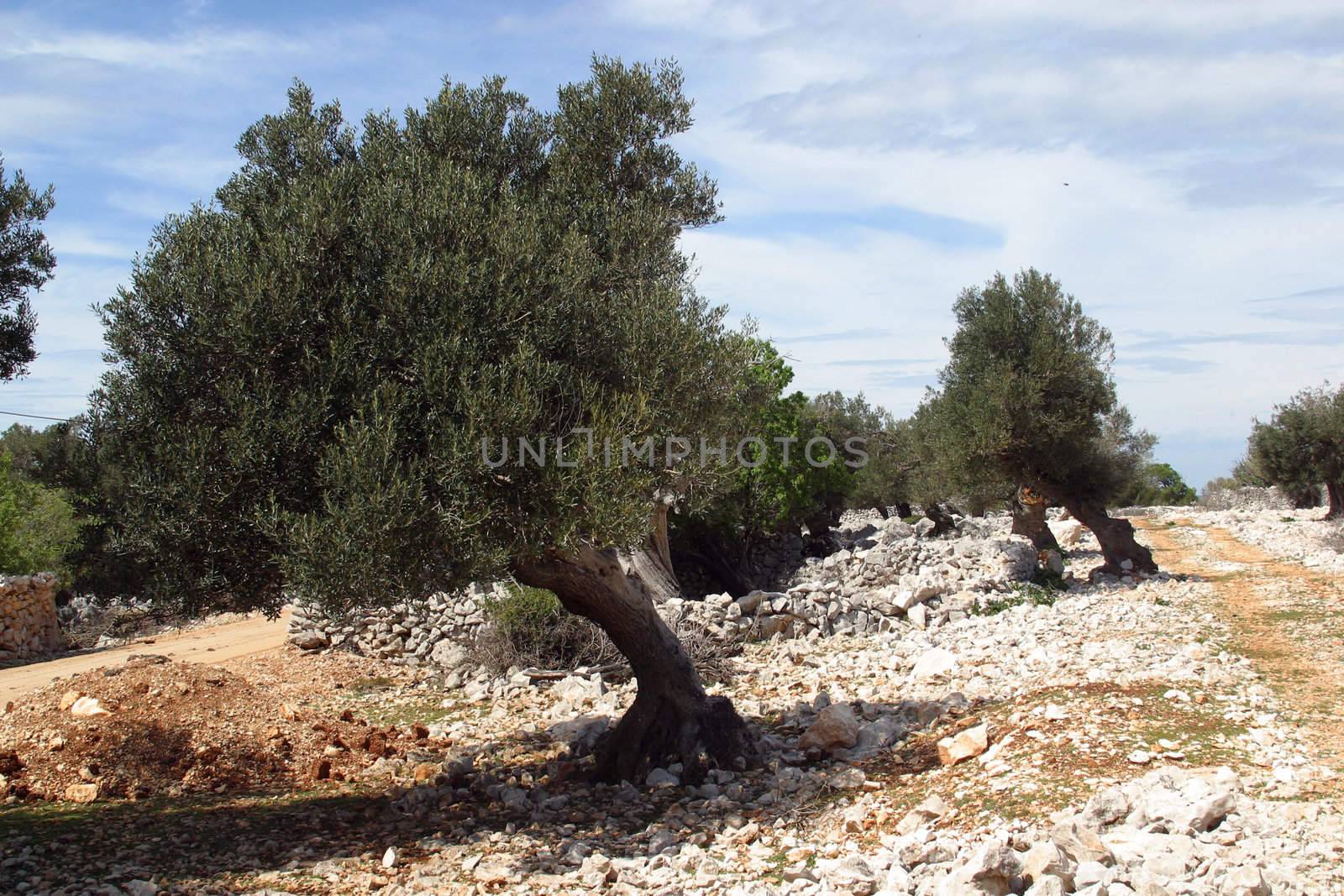 Olive grove