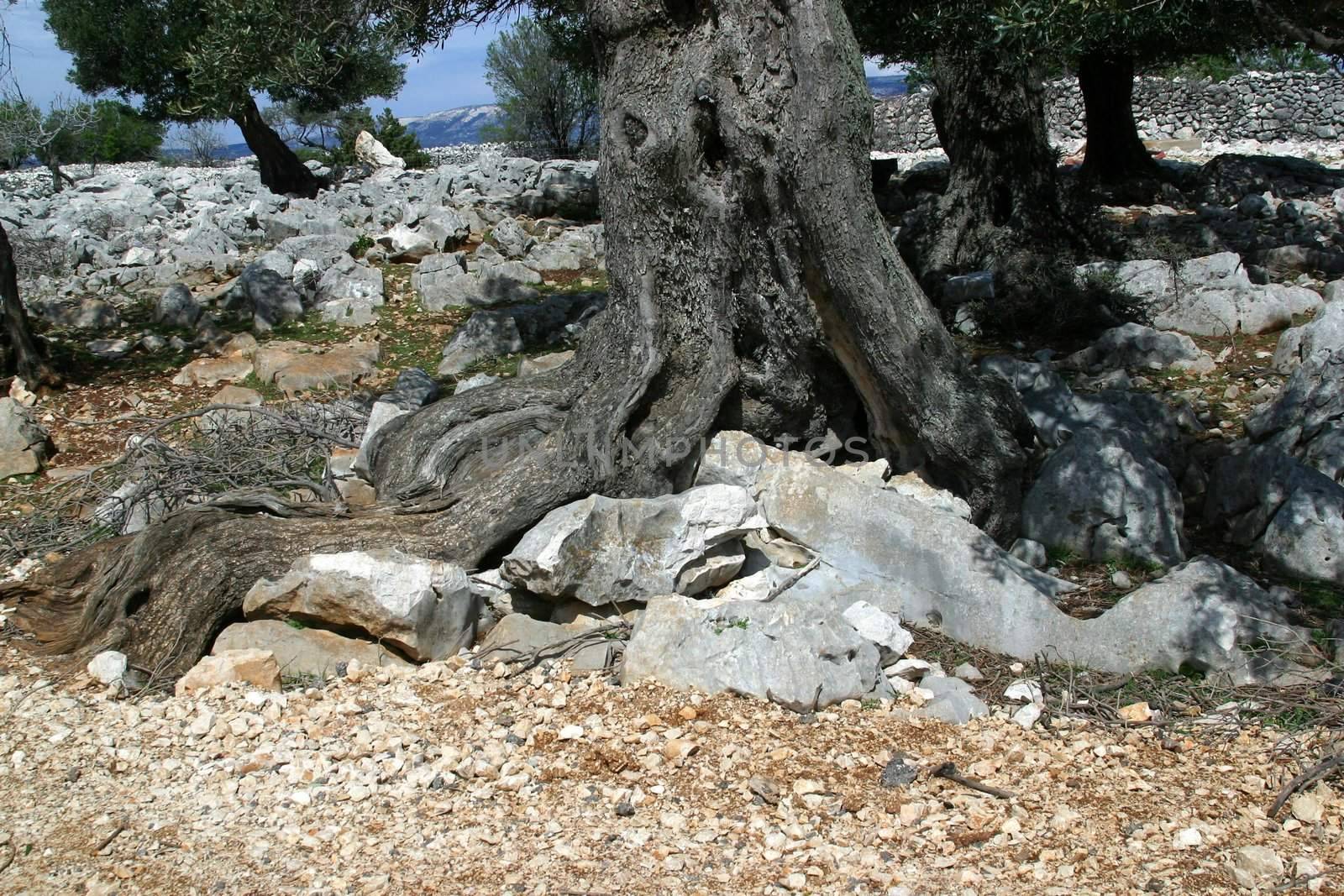 Old olive tree