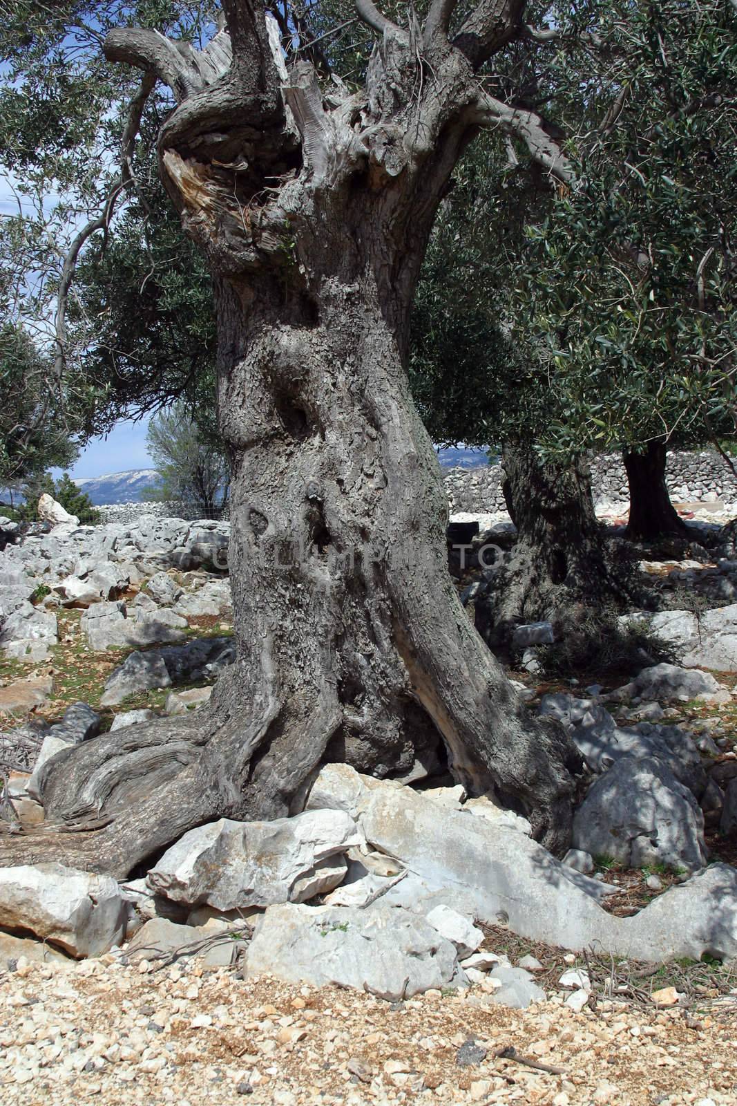 Old olive tree