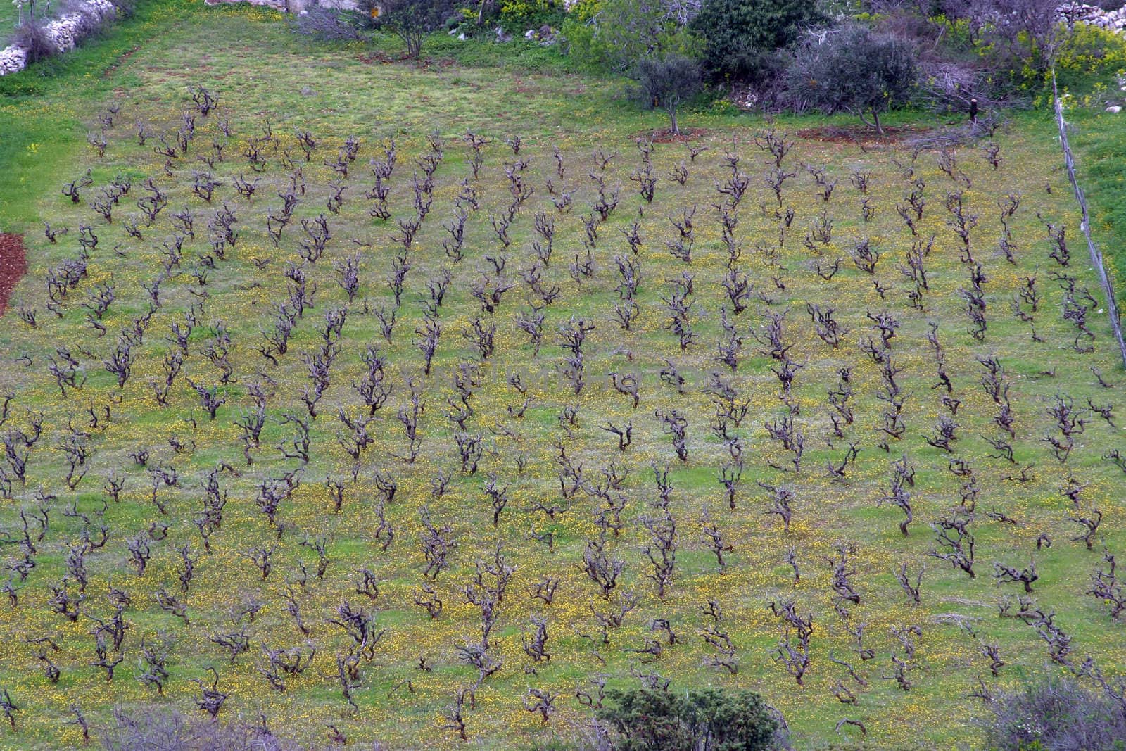 Traditional Mediterranean vineyards, Croatia