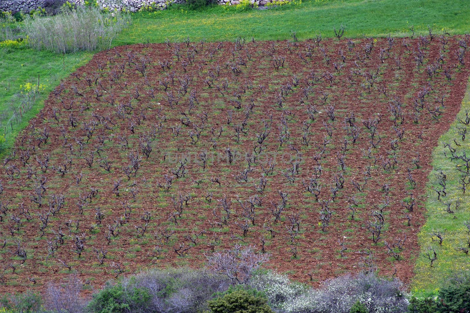 Traditional Mediterranean vineyards, Croatia