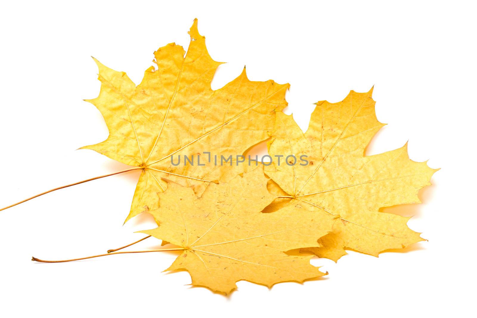 photo of yellow leaf on white background