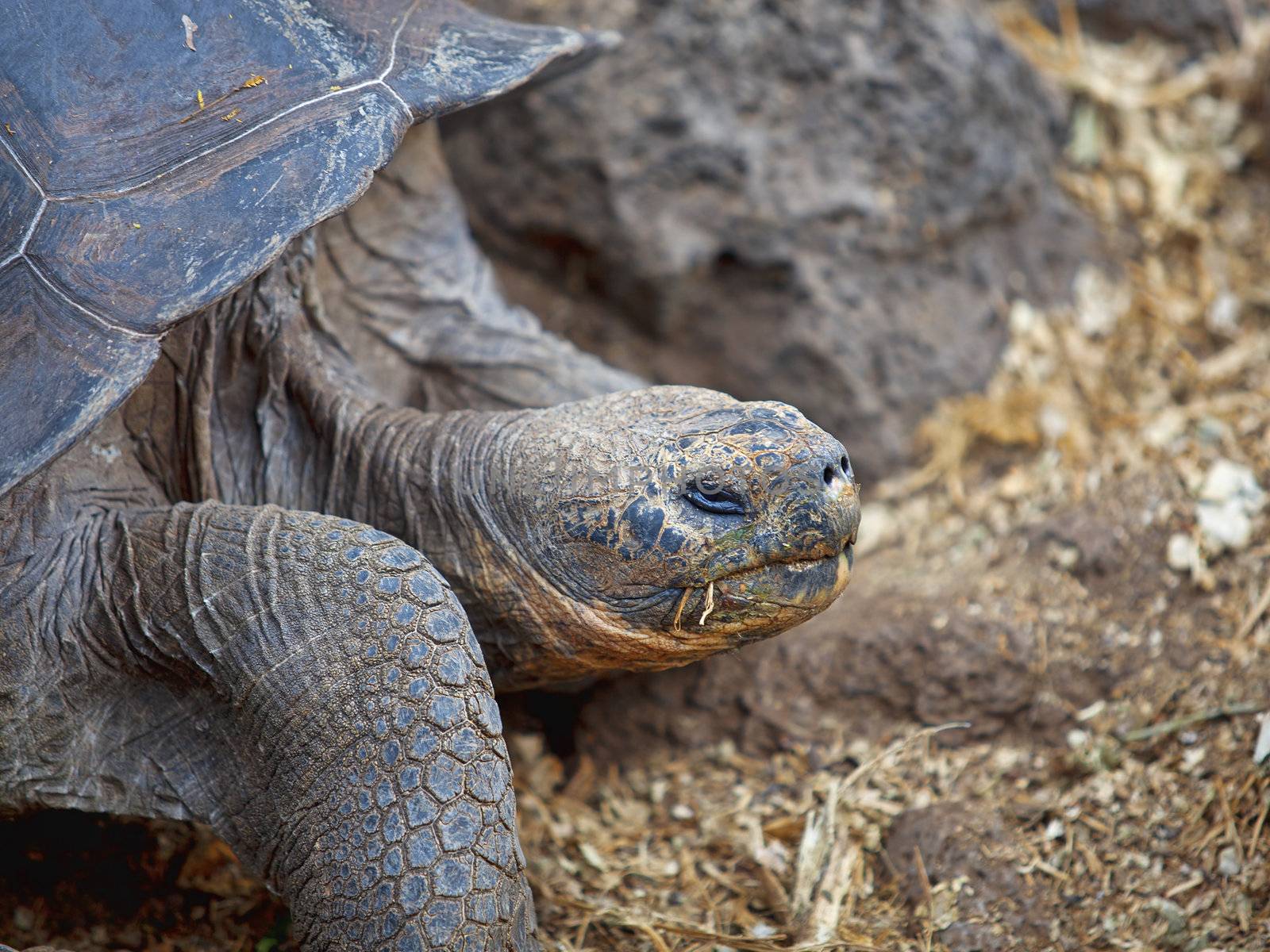 Galapagos tortoise by kjorgen