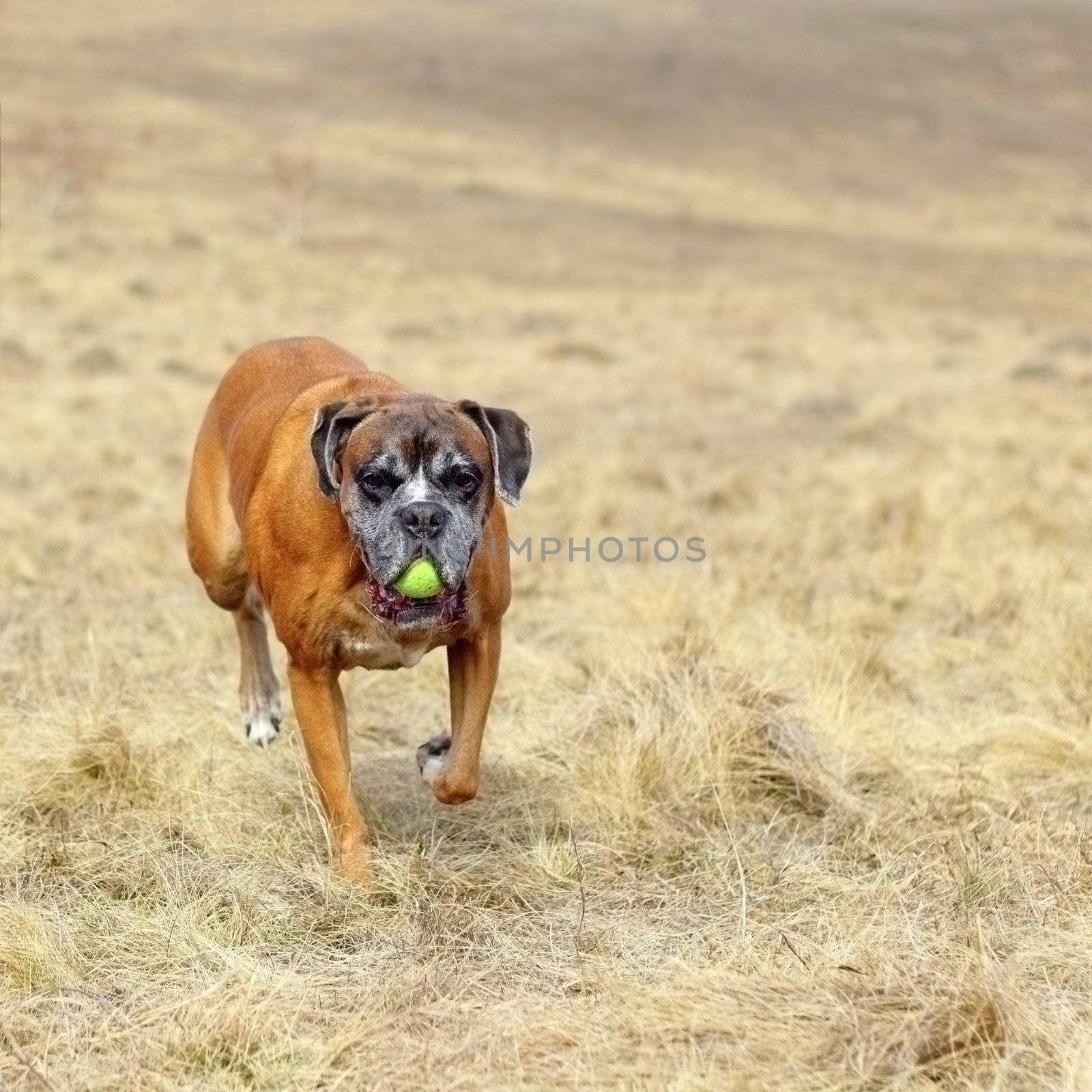 happy boxer coming bringing back  a tennis ball witch had been thrown