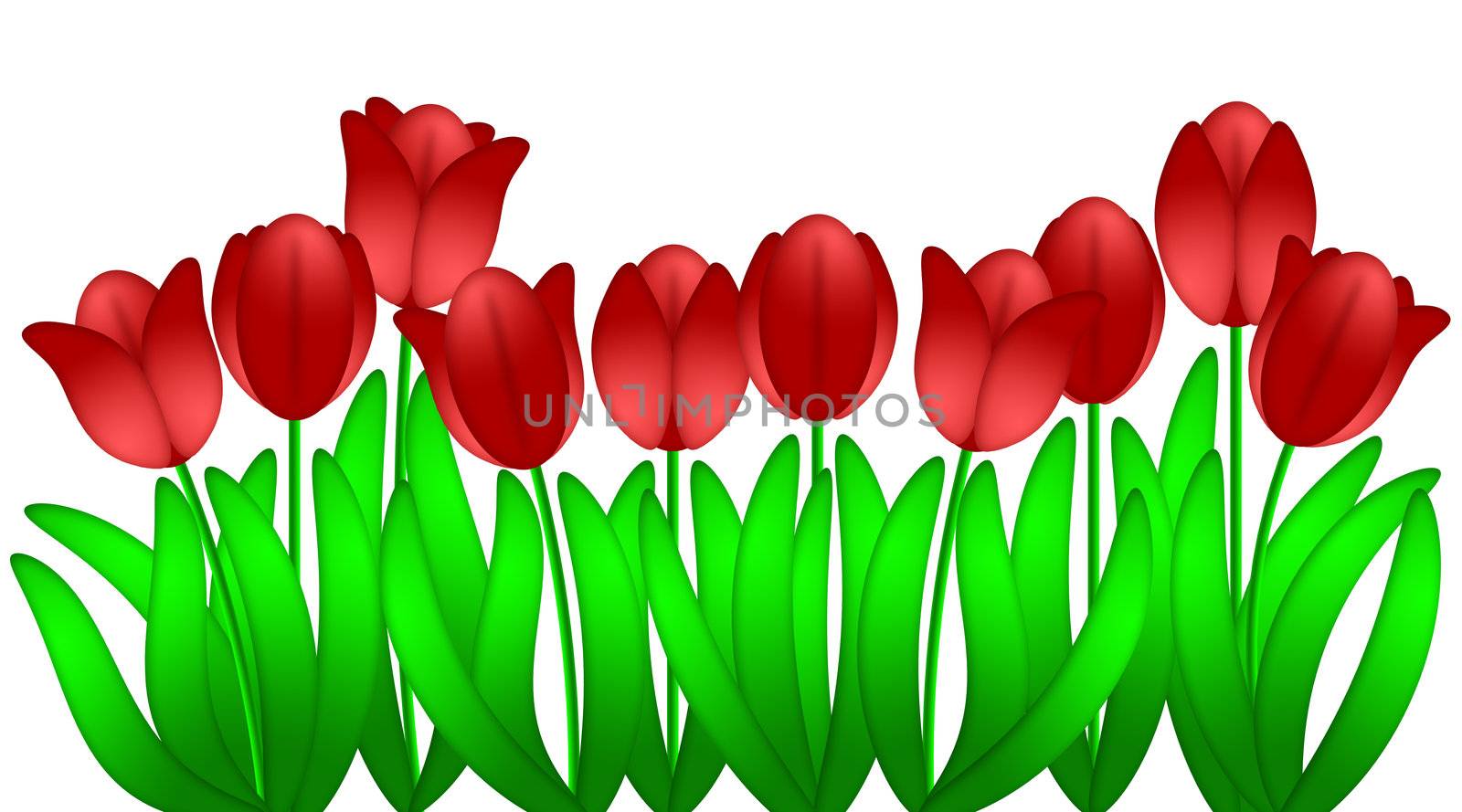 Row of Red Tulips Flowers Isolated on White Background by jpldesigns