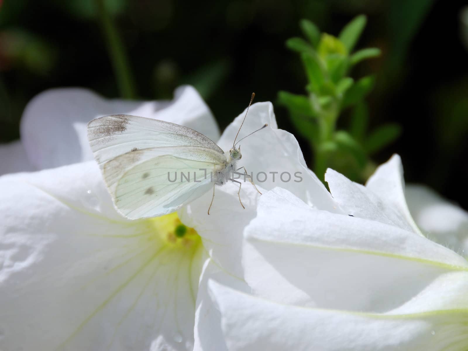 White butterfly rest on the white flower