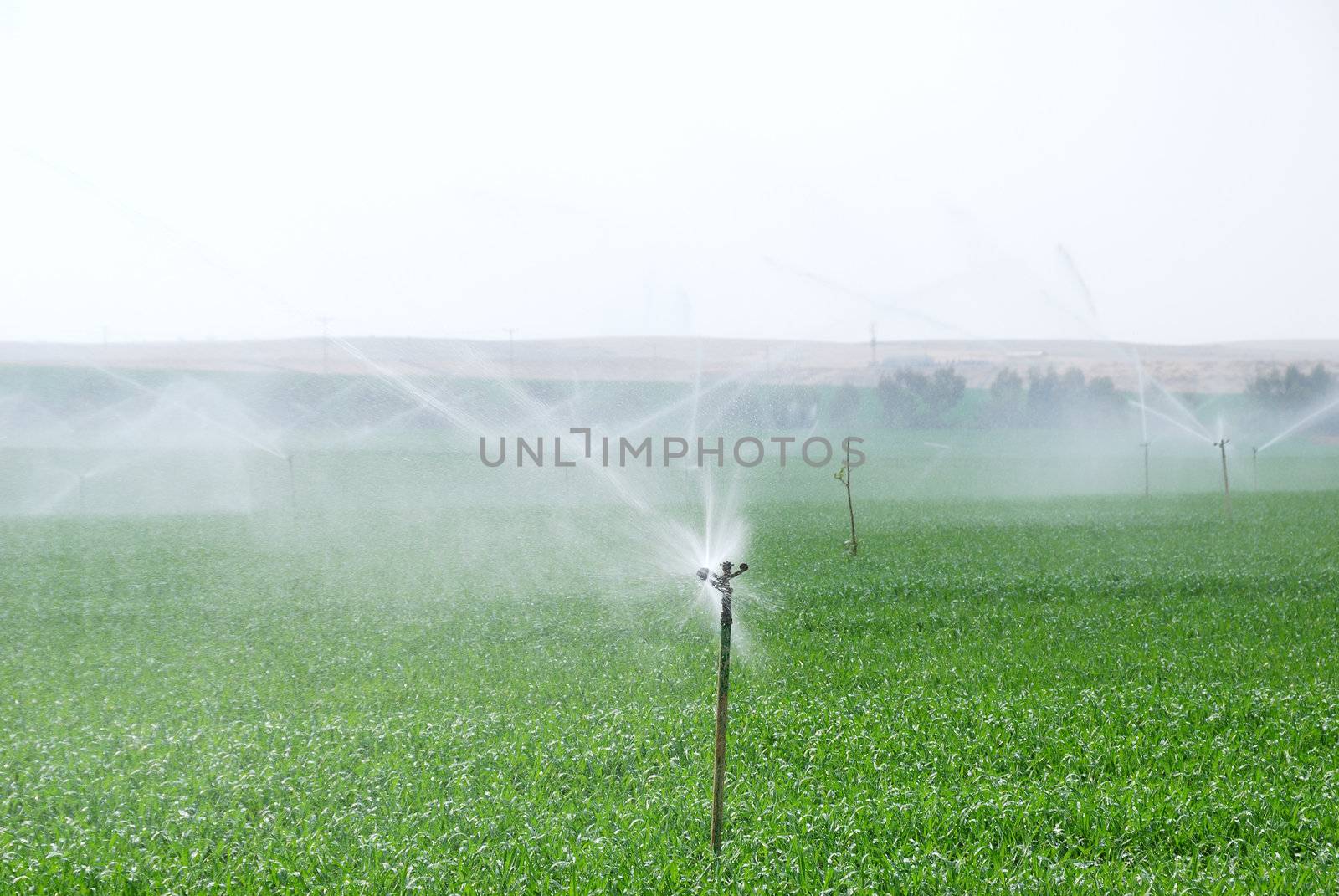 Green field being watered by automatic sprinkler system 