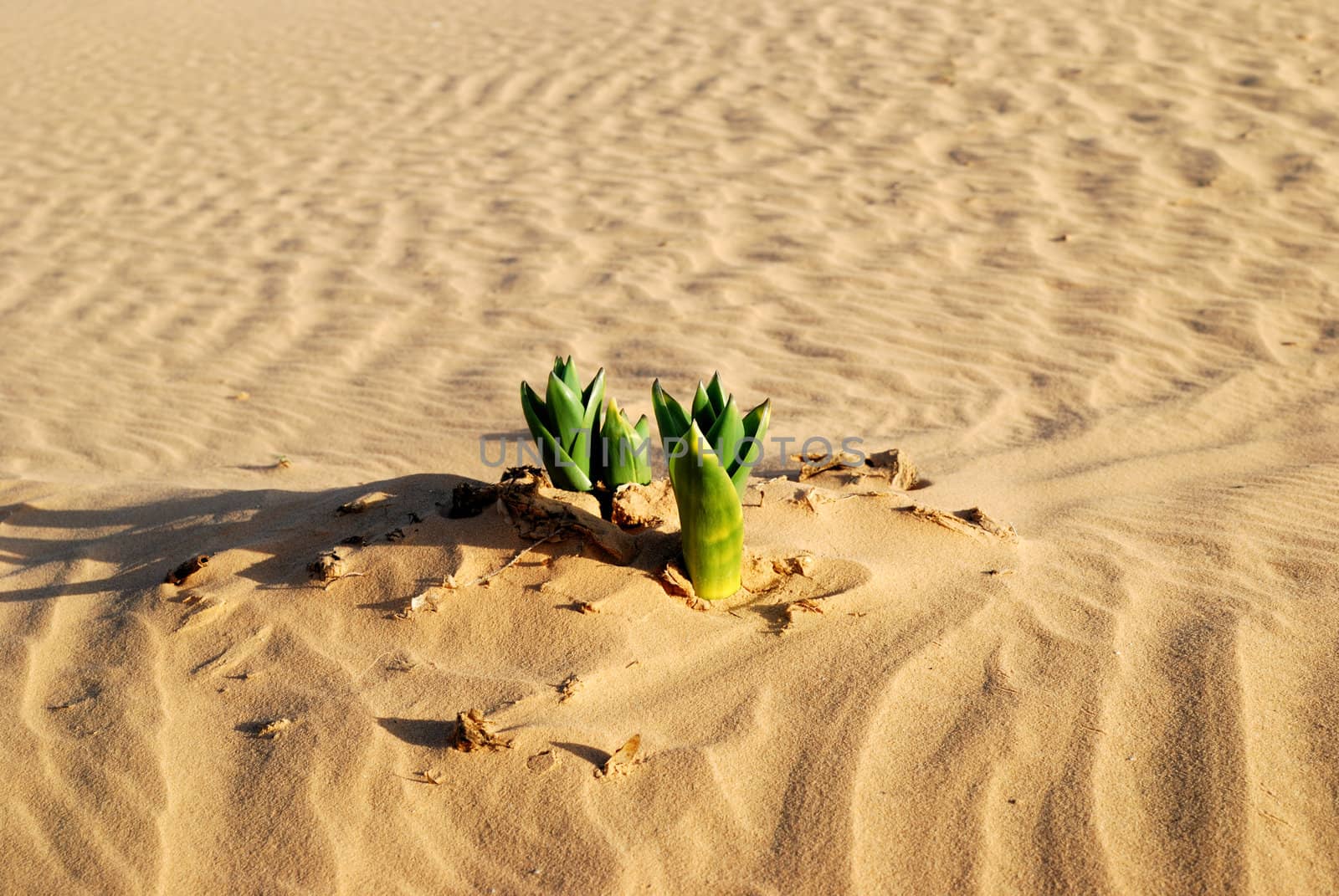 Green plant in the sandy desert. Taken in desert Negev, Israel.