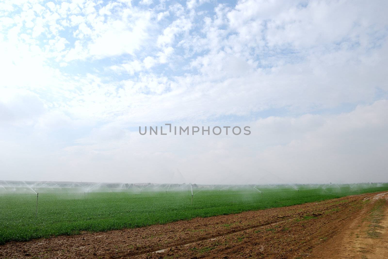 Green field being watered by automatic sprinkler system 