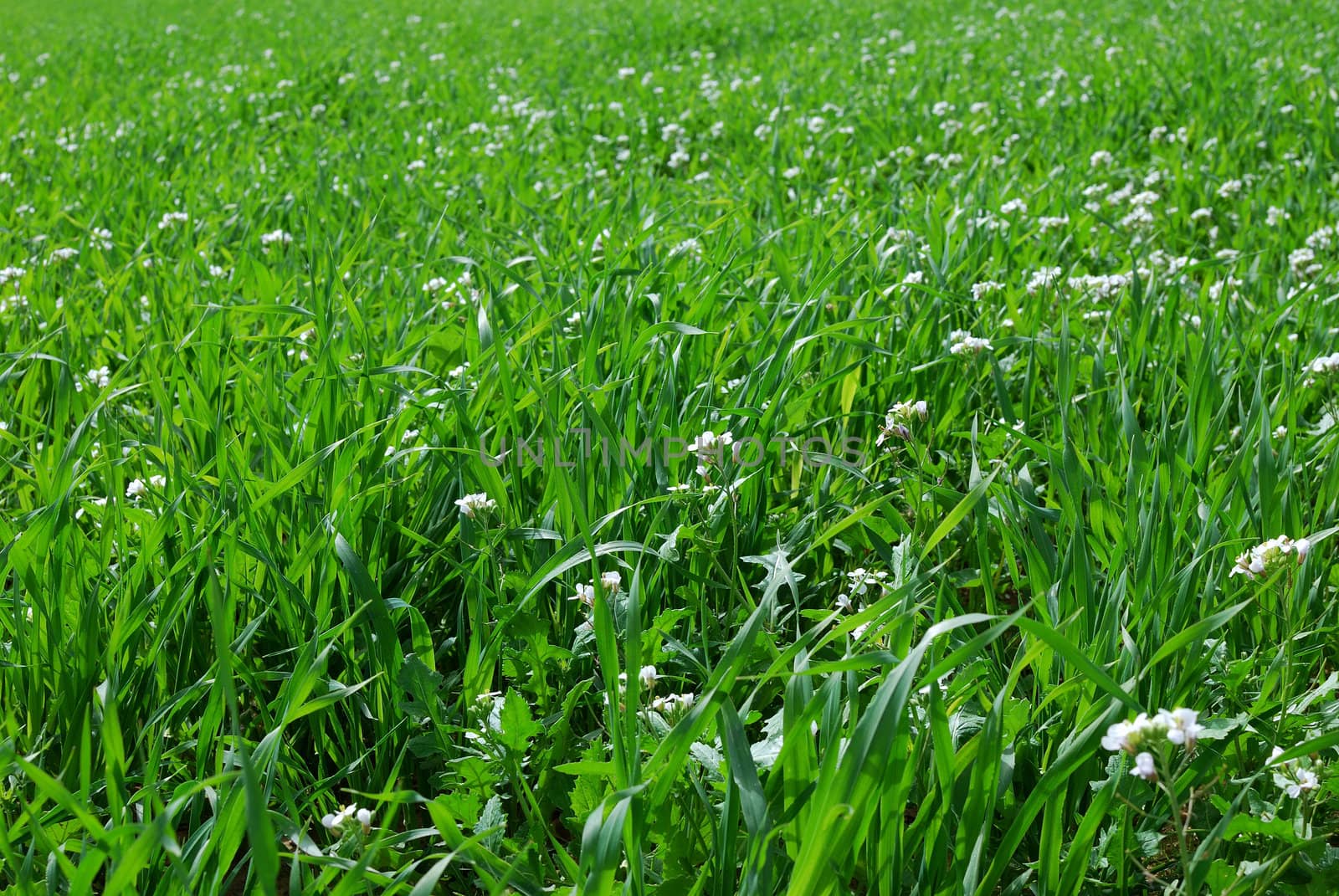 Beautiful field of grass with flowers for a soft green spring or summer background.
