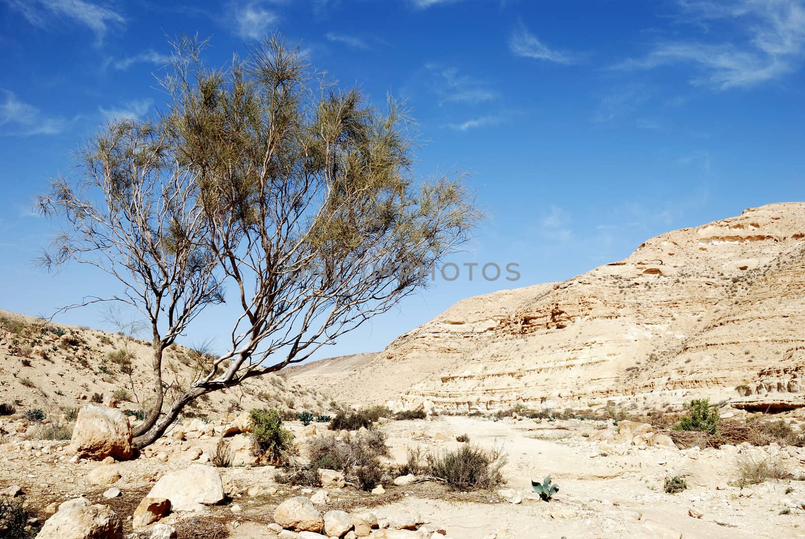 Lonely tree in dry desert under blue sky. Desert Negev, Israel.