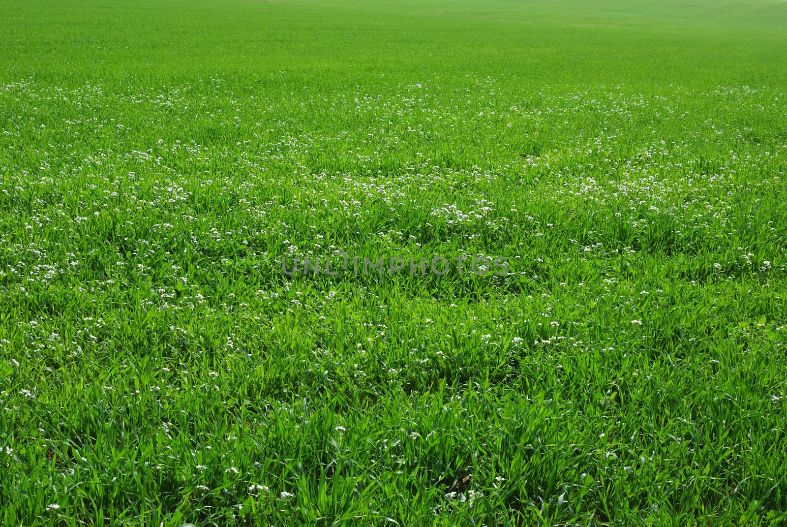 Beautiful field of grass with flowers for a soft green spring or summer background.
