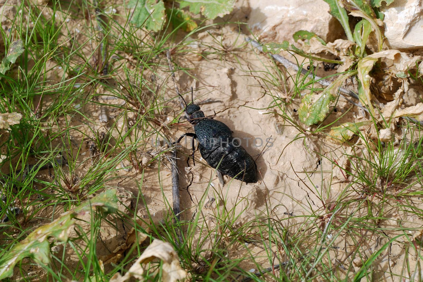 Big black bug in the field close up
