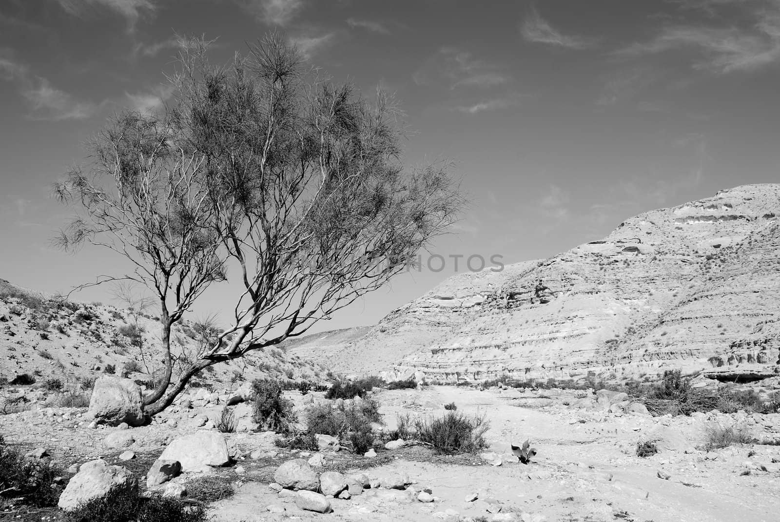 Lonely tree in desert Negev, Israel.
