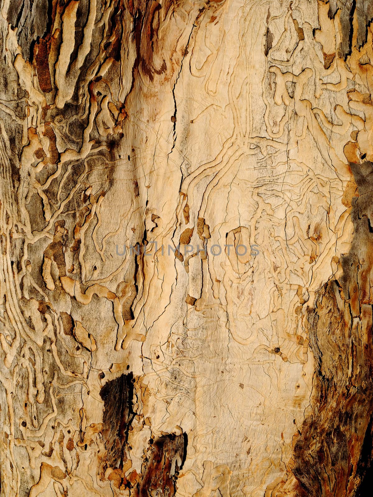 Natural texture of an old tree close-up