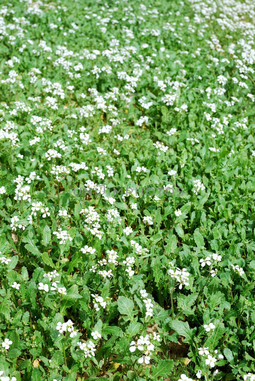 Beautiful field of grass with flowers for a soft green spring or summer background.
