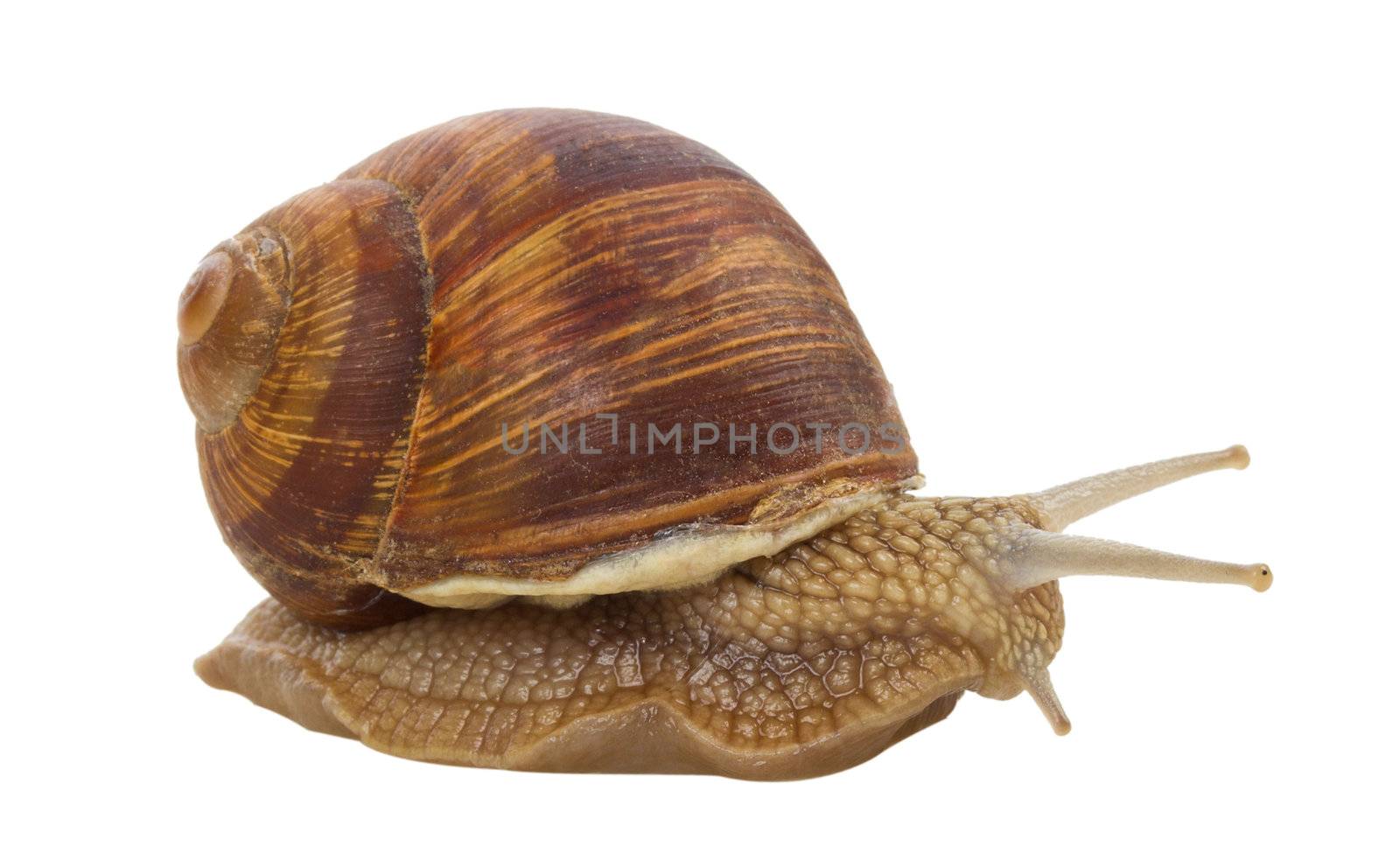 close-up snail, isolated on white