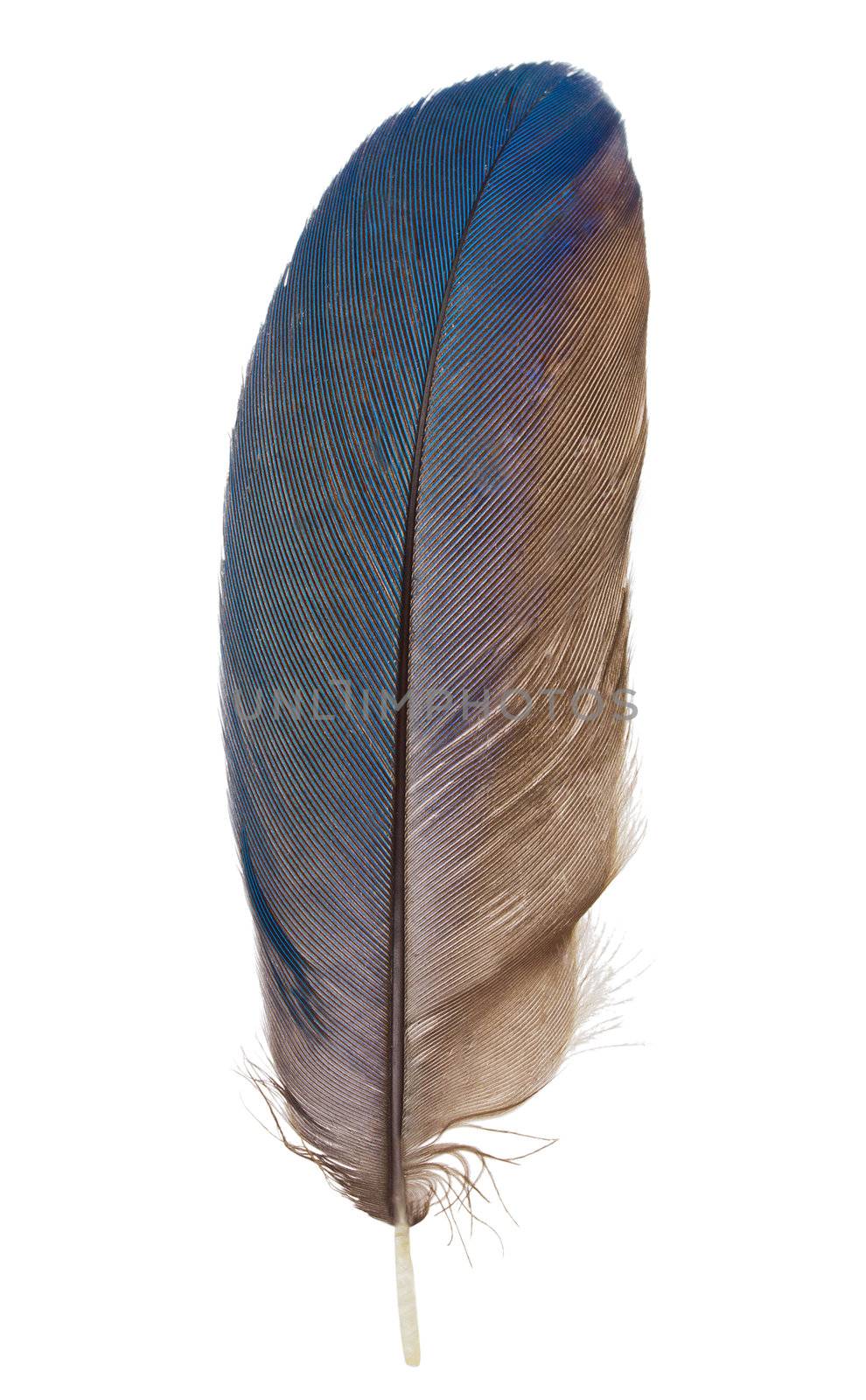 close-up feather, isolated on white